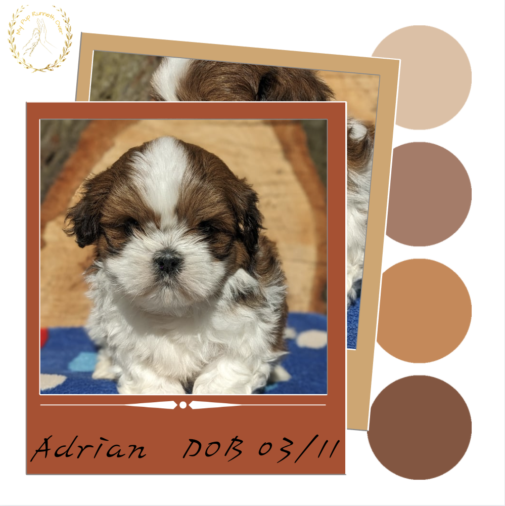 SHIH TZU (03/11) MALE