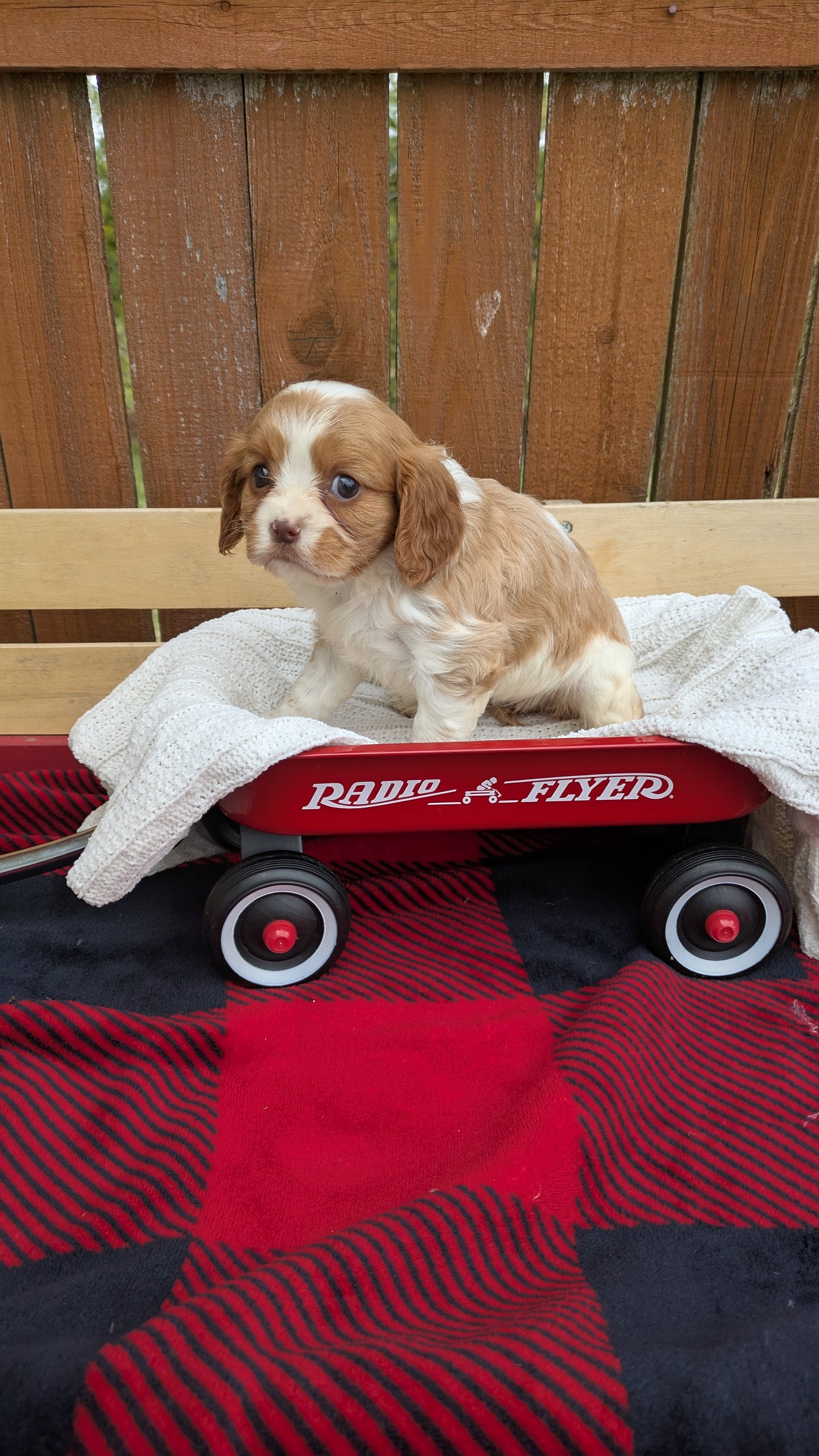 CAVALIER (02/10) FEMALE