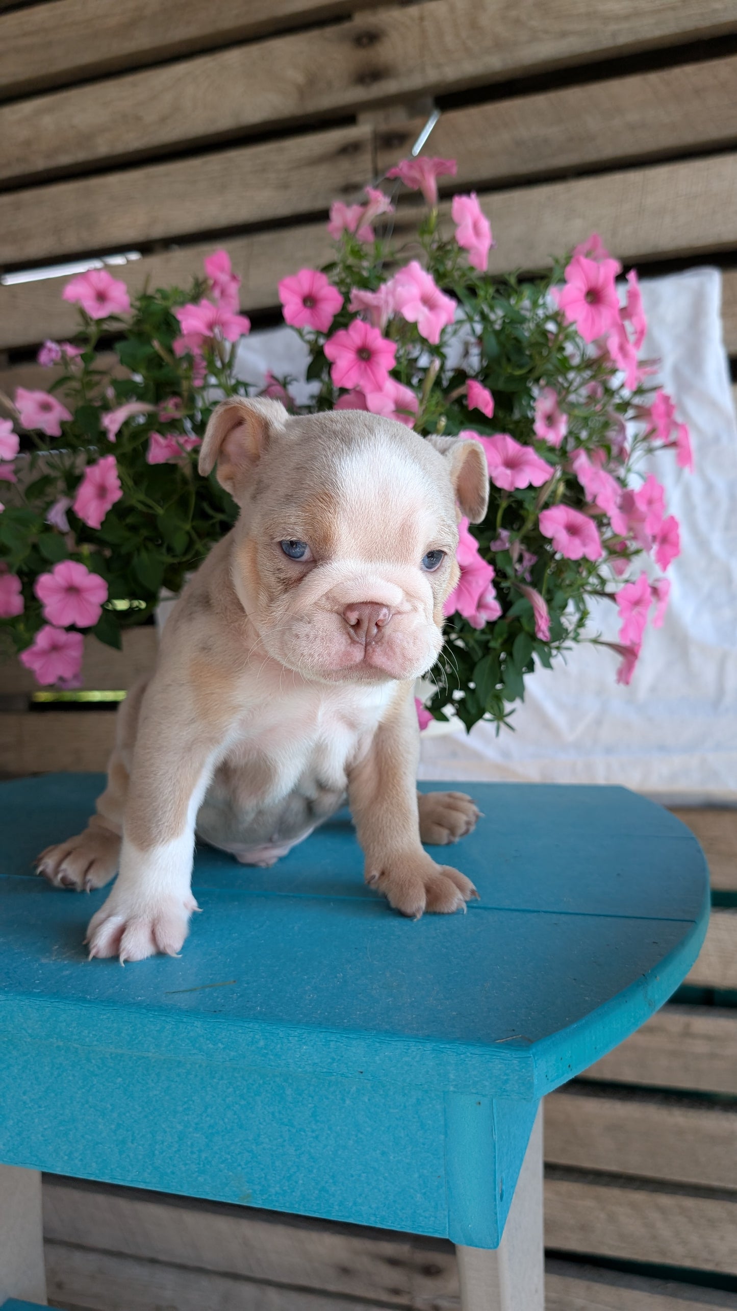 ENGLISH BULLDOG (06/30) MALE