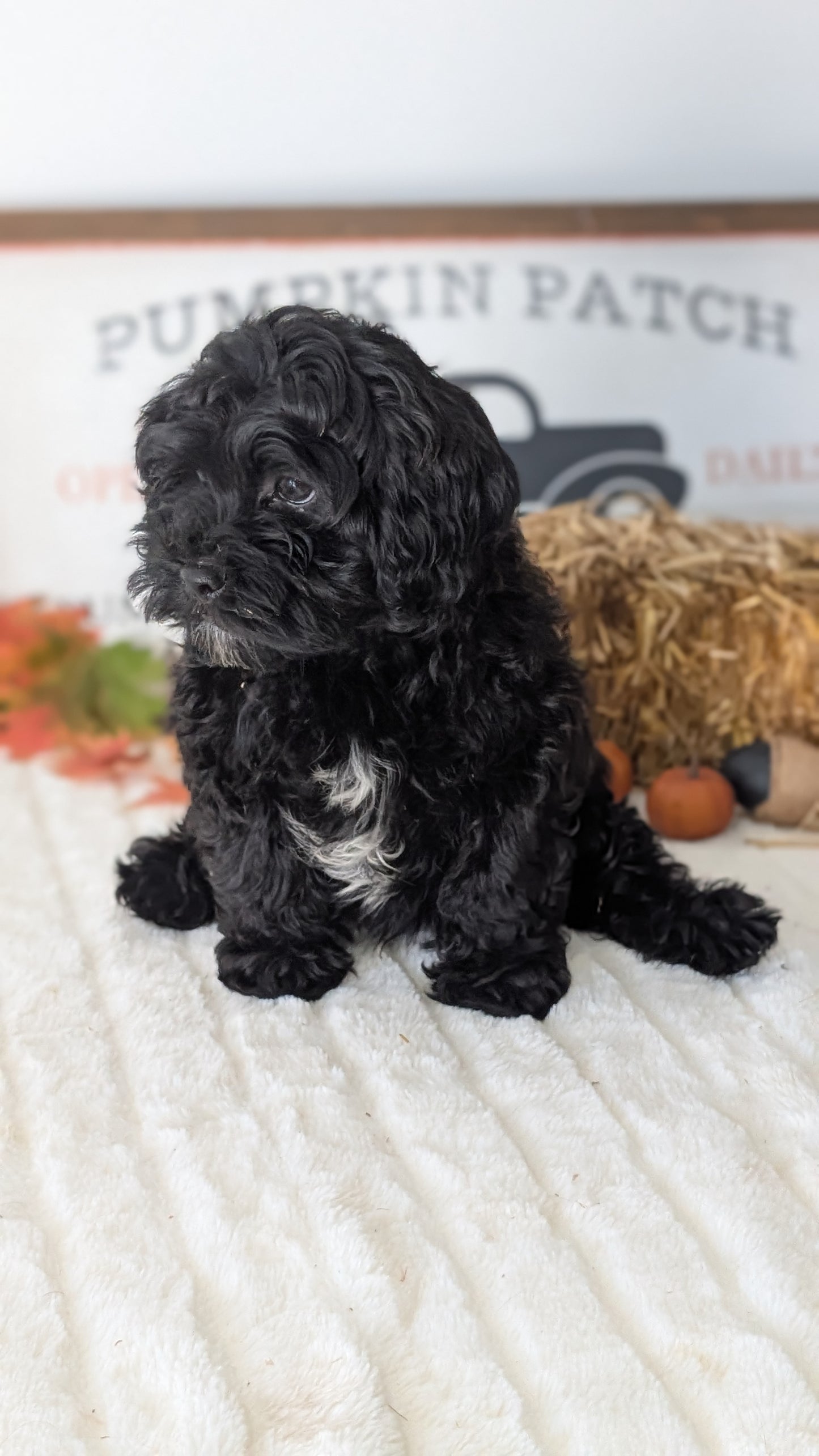 SHIHPOO (07/26) MALE
