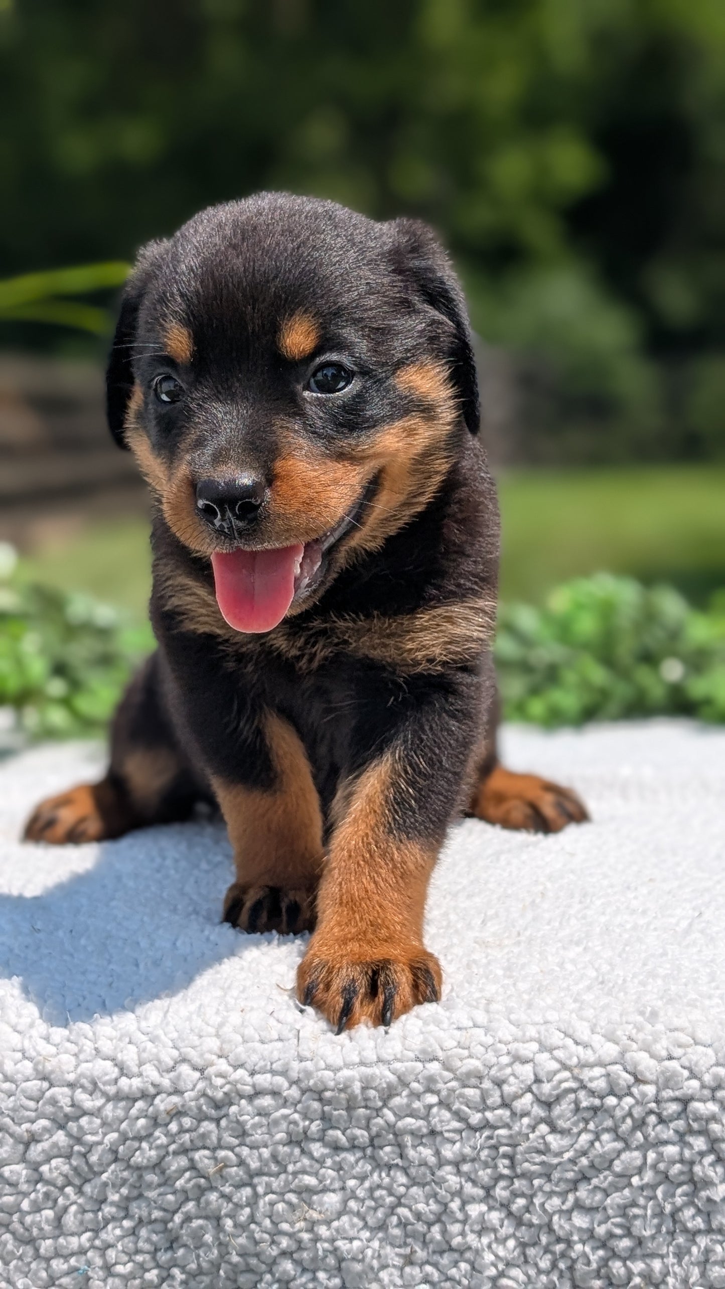 ROTTWEILER (05/28) FEMALE