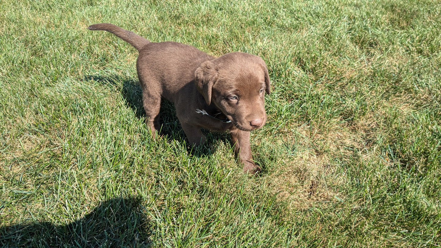LABRADOR RETRIEVER (08/05) FEMALE