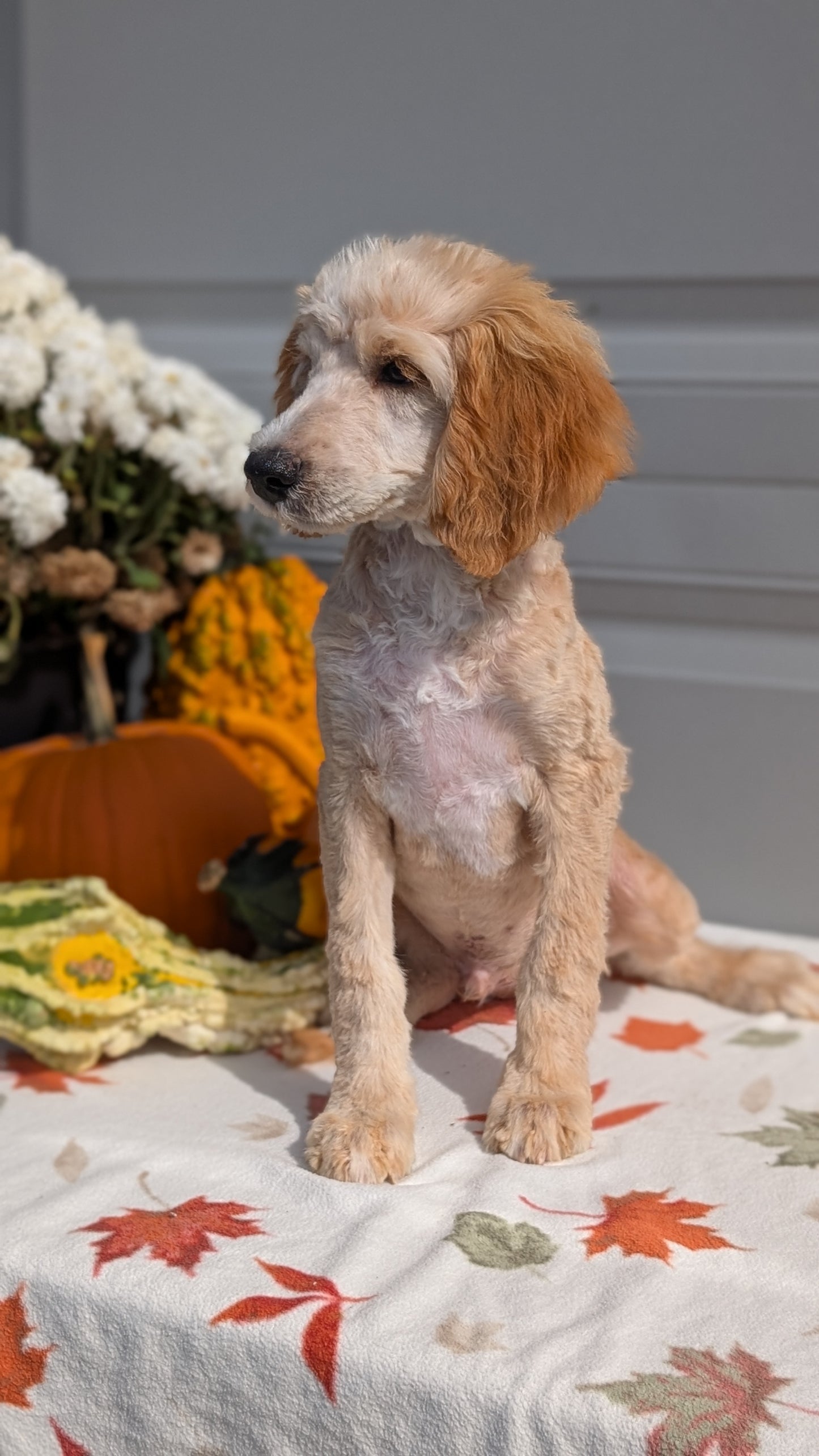 MINI AUSSIEDOODLE (06/21) MALE