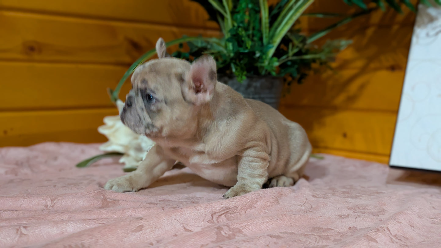 FRENCH BULLDOG (12/22) FEMALE