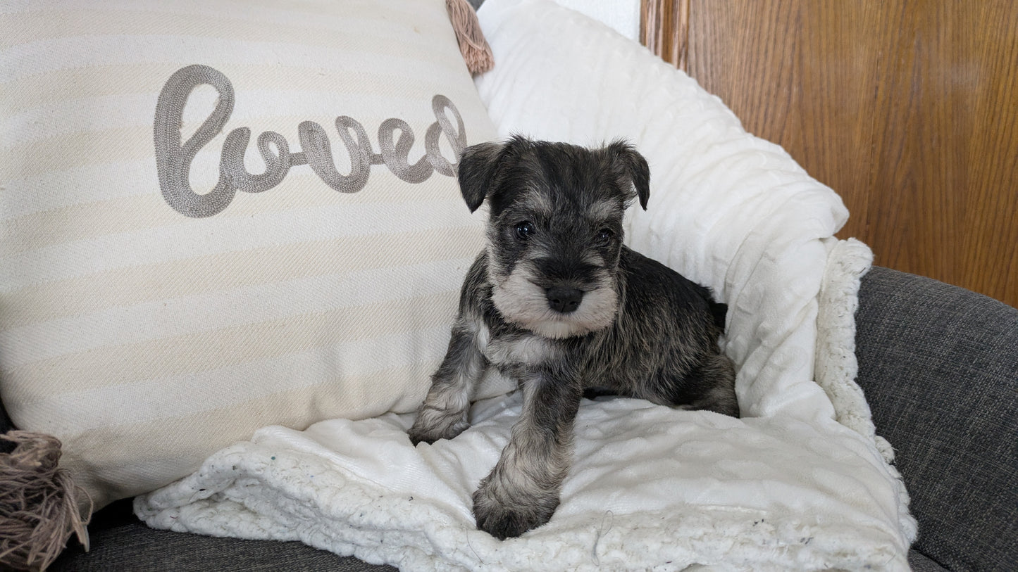 MINI SCHNAUZER (01/20) FEMALE