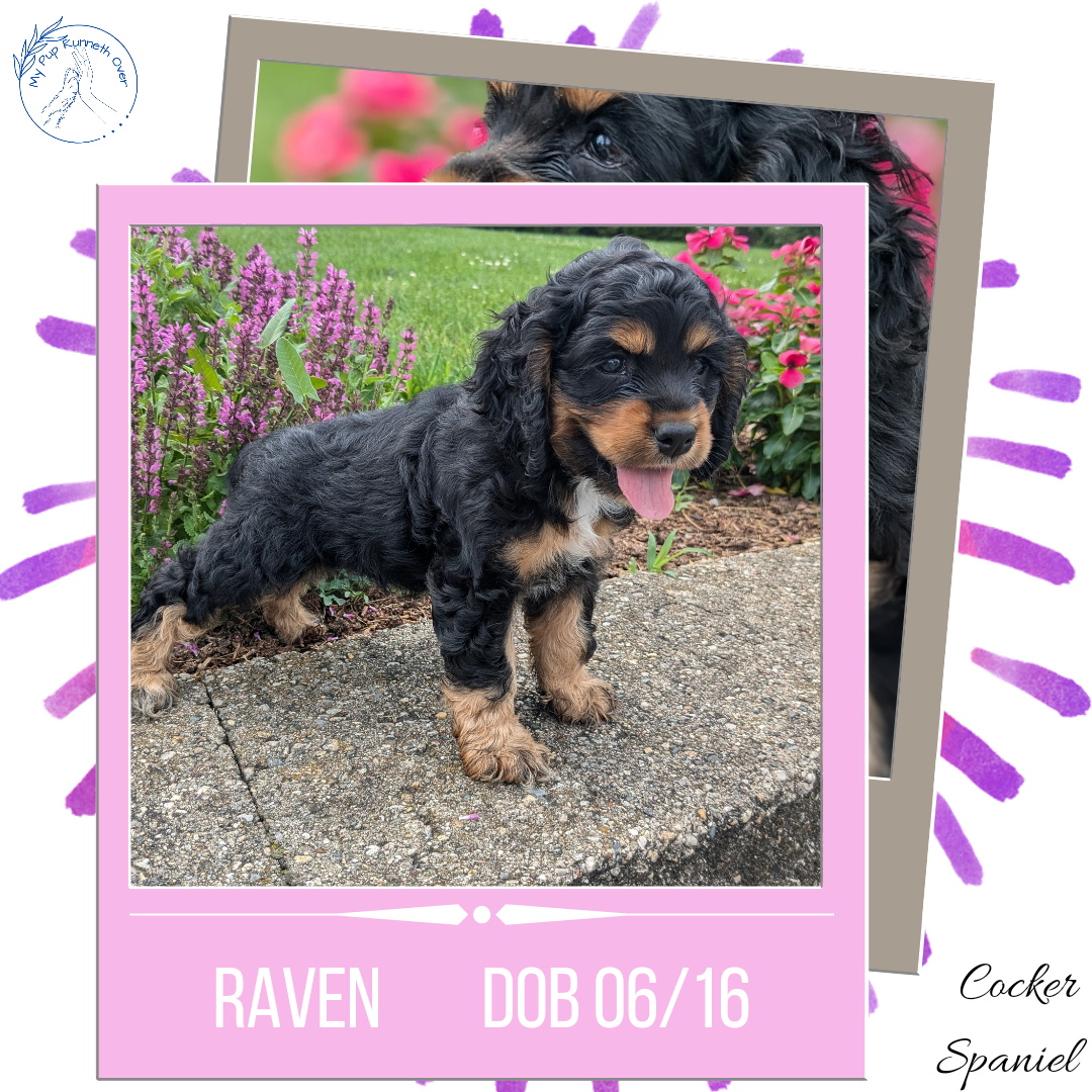 COCKER SPANIEL (06/16) FEMALE