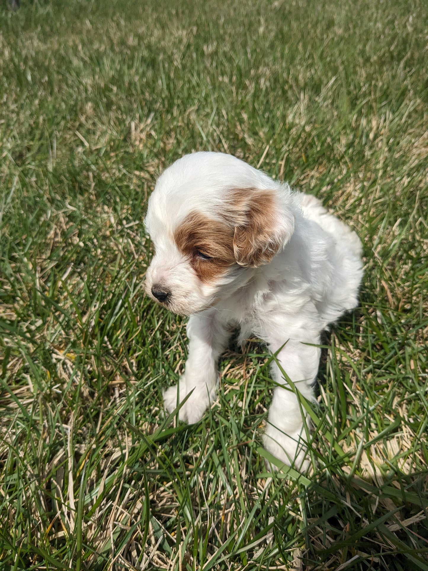 COCKAPOO (03/09) FEMALE