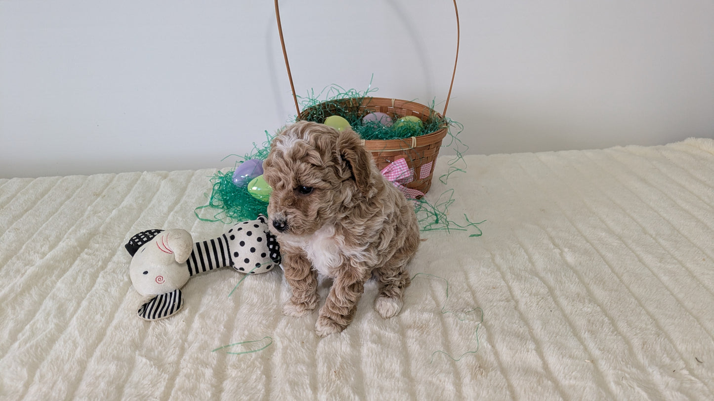 MINI POODLE (03/13) FEMALE