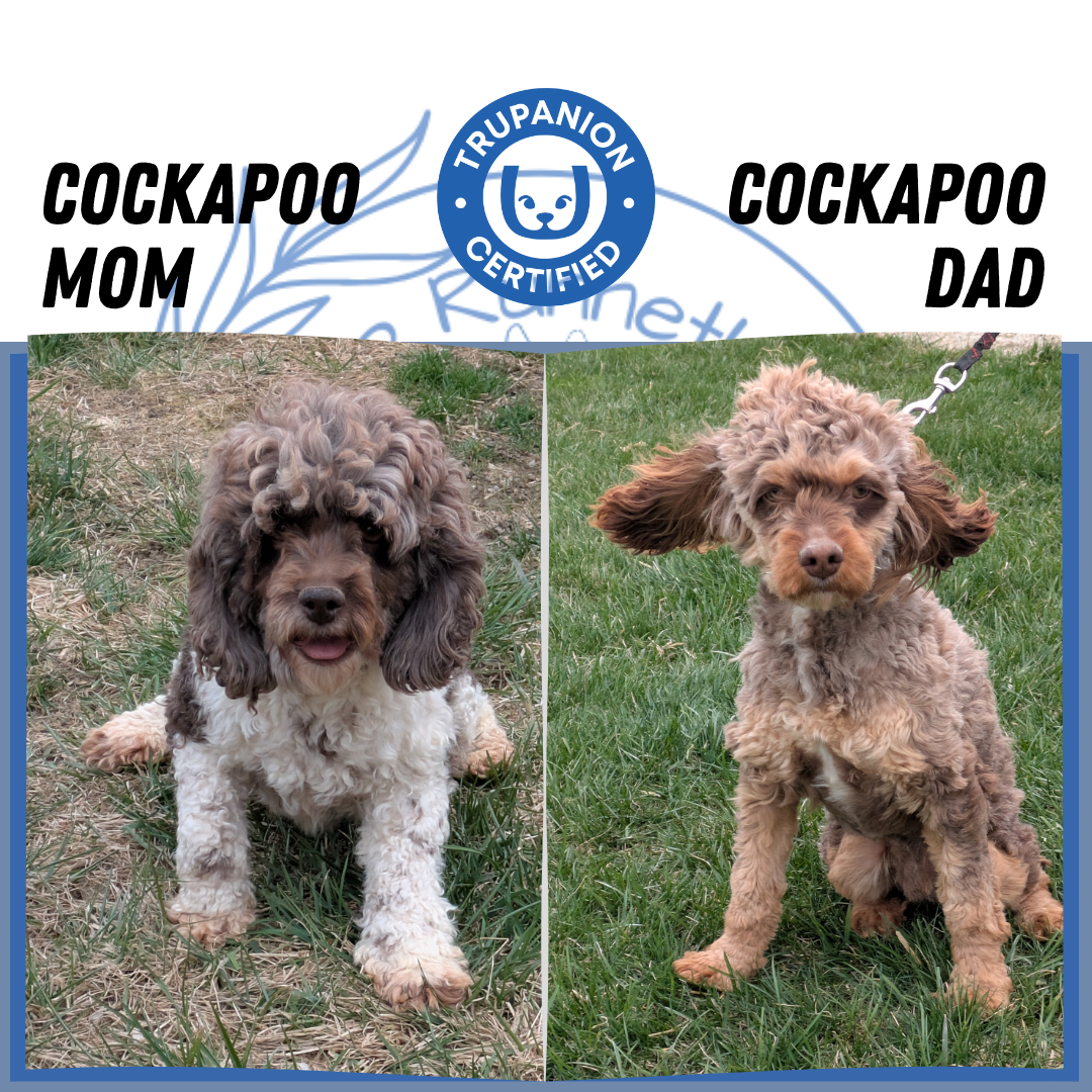 COCKAPOO (03/03) FEMALE