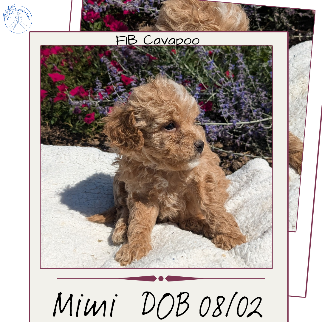 CAVAPOO (08/02) FEMALE