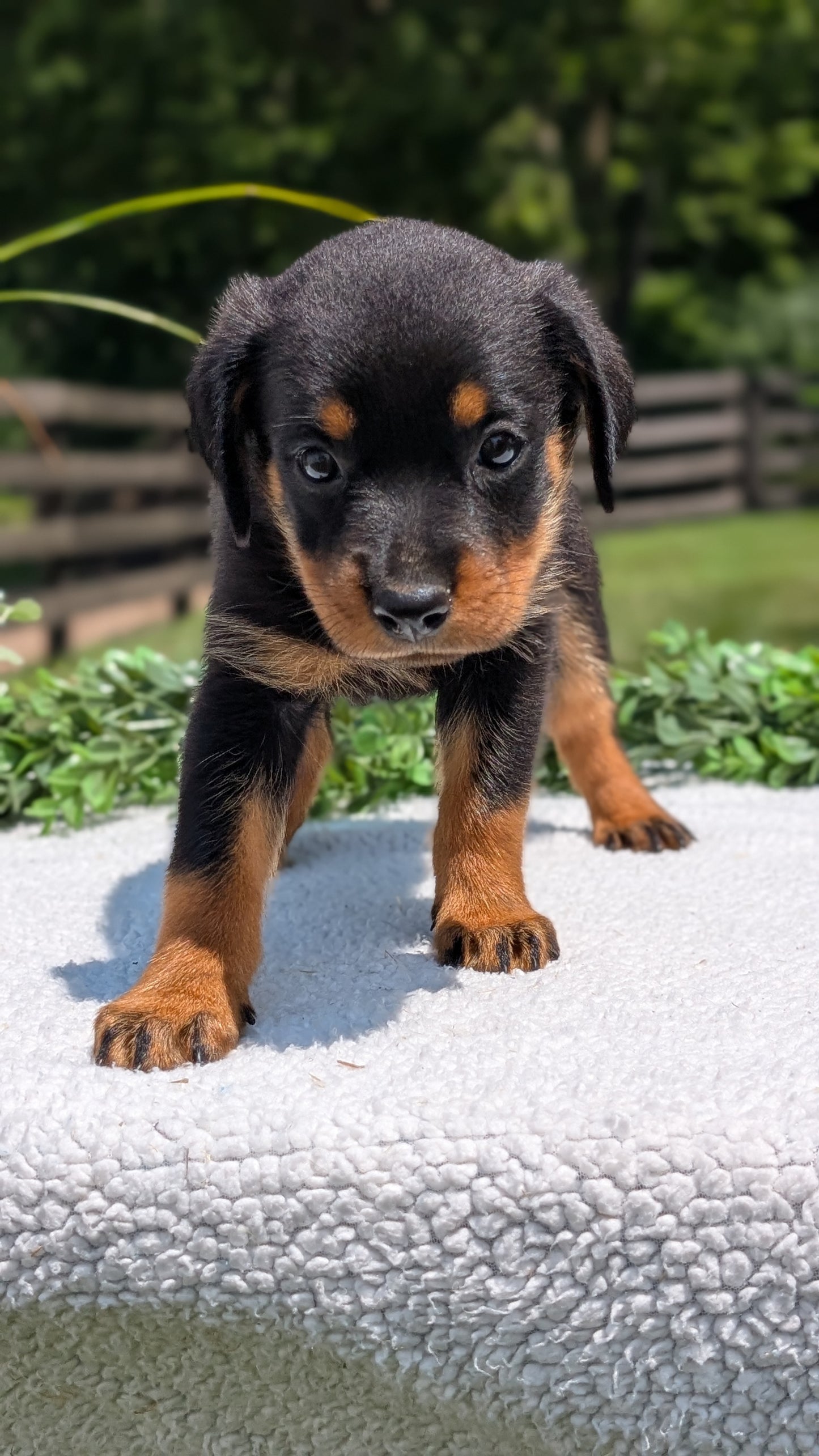 ROTTWEILER (05/28) FEMALE