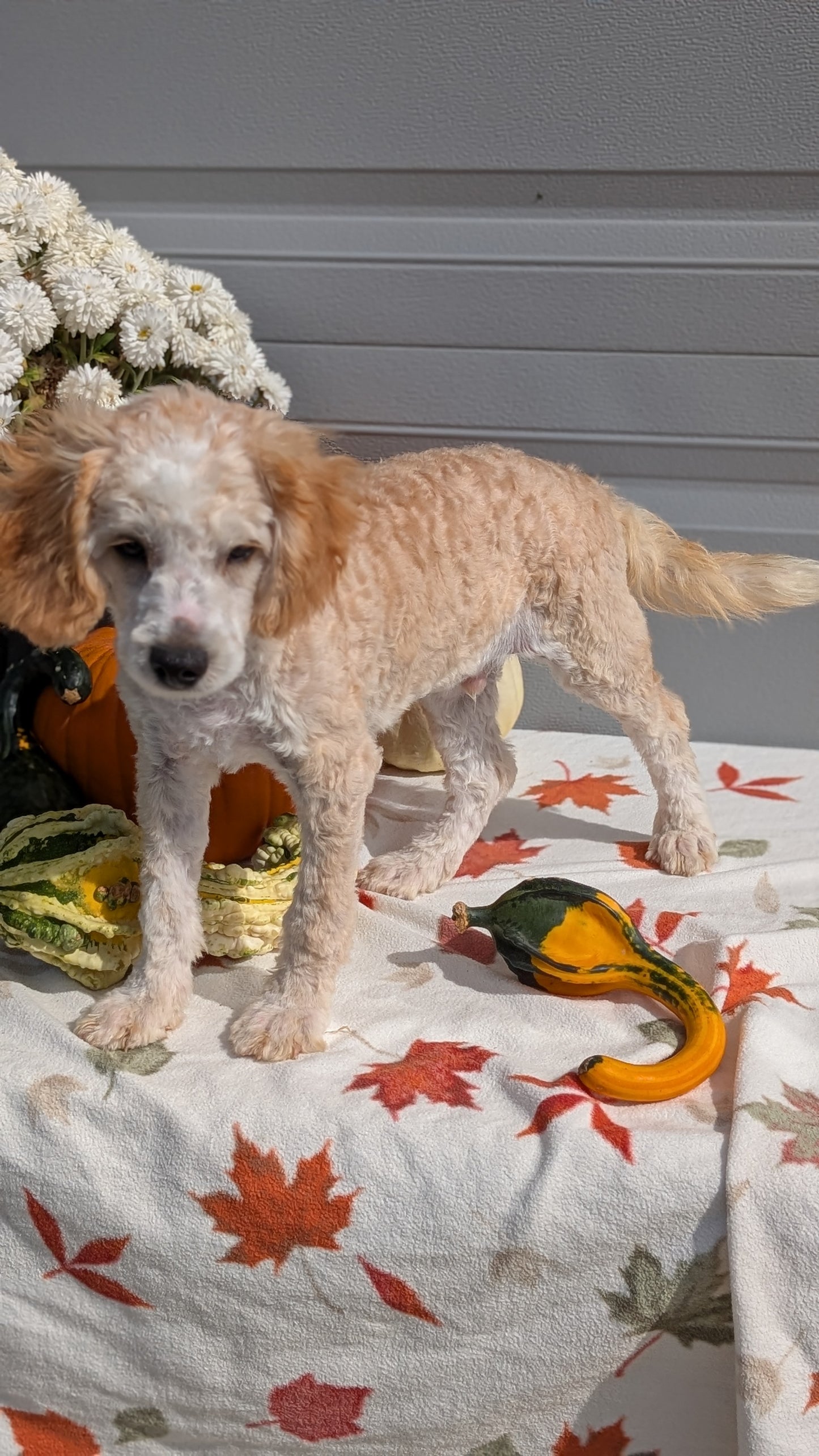 MINI AUSSIEDOODLE (06/21) MALE