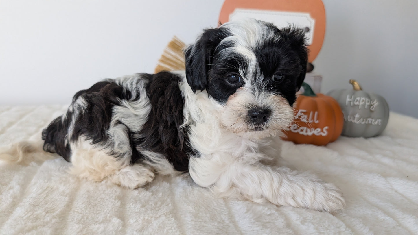 SHIHPOO (07/26) MALE