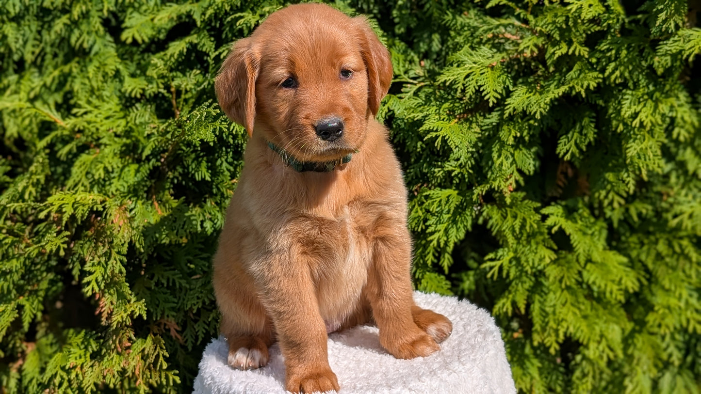 GOLDEN RETRIEVER (07/17) FEMALE