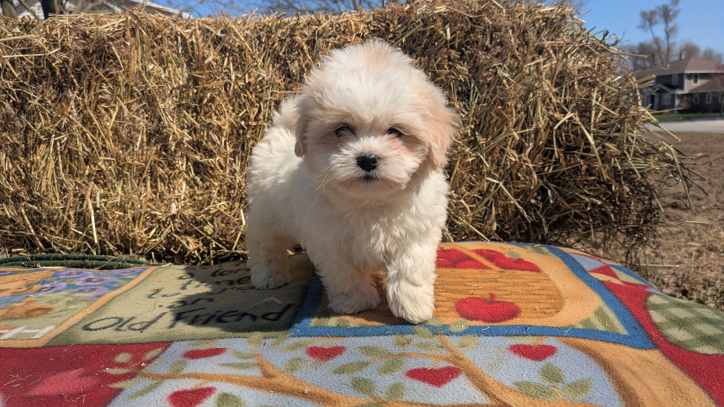 TEDDY BEAR (02/18) MALE