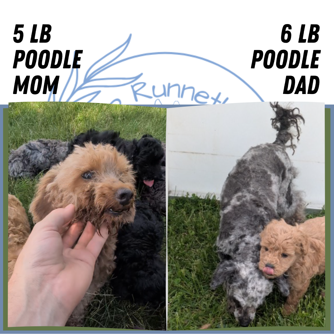 TOY POODLE (05/09) FEMALE