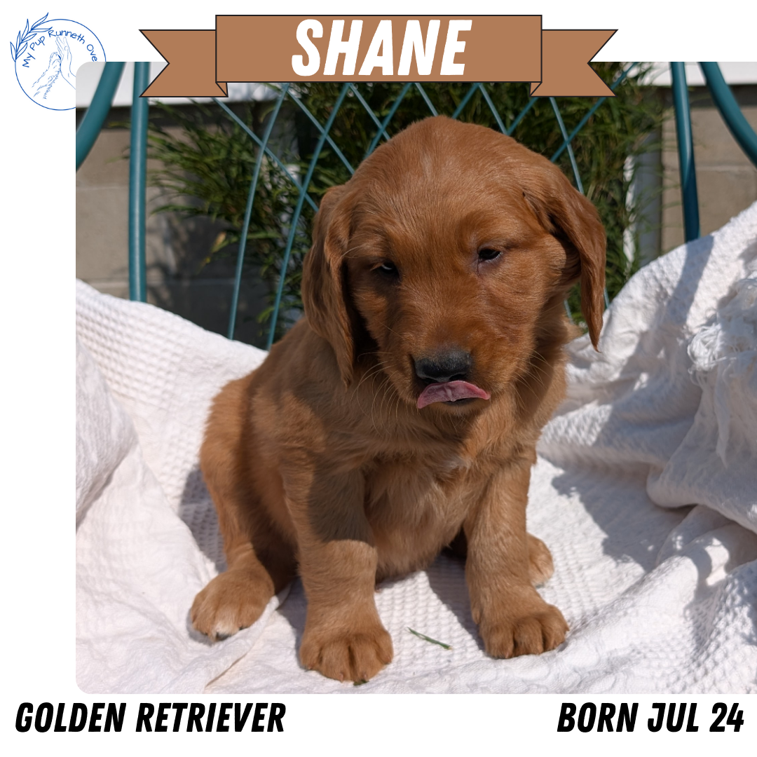 GOLDEN RETRIEVER (07/24) MALE