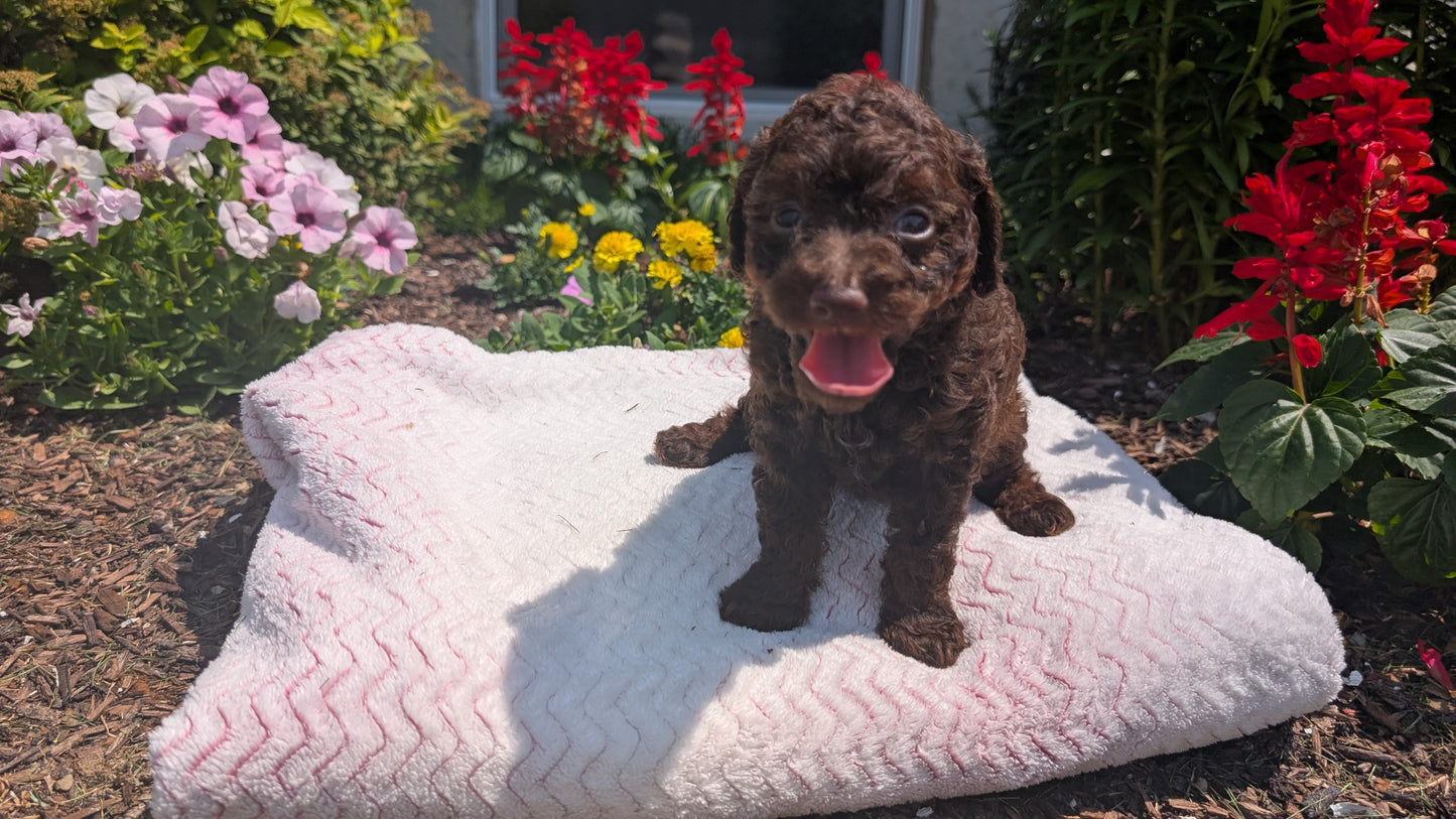 TOY POODLE (06/23) FEMALE