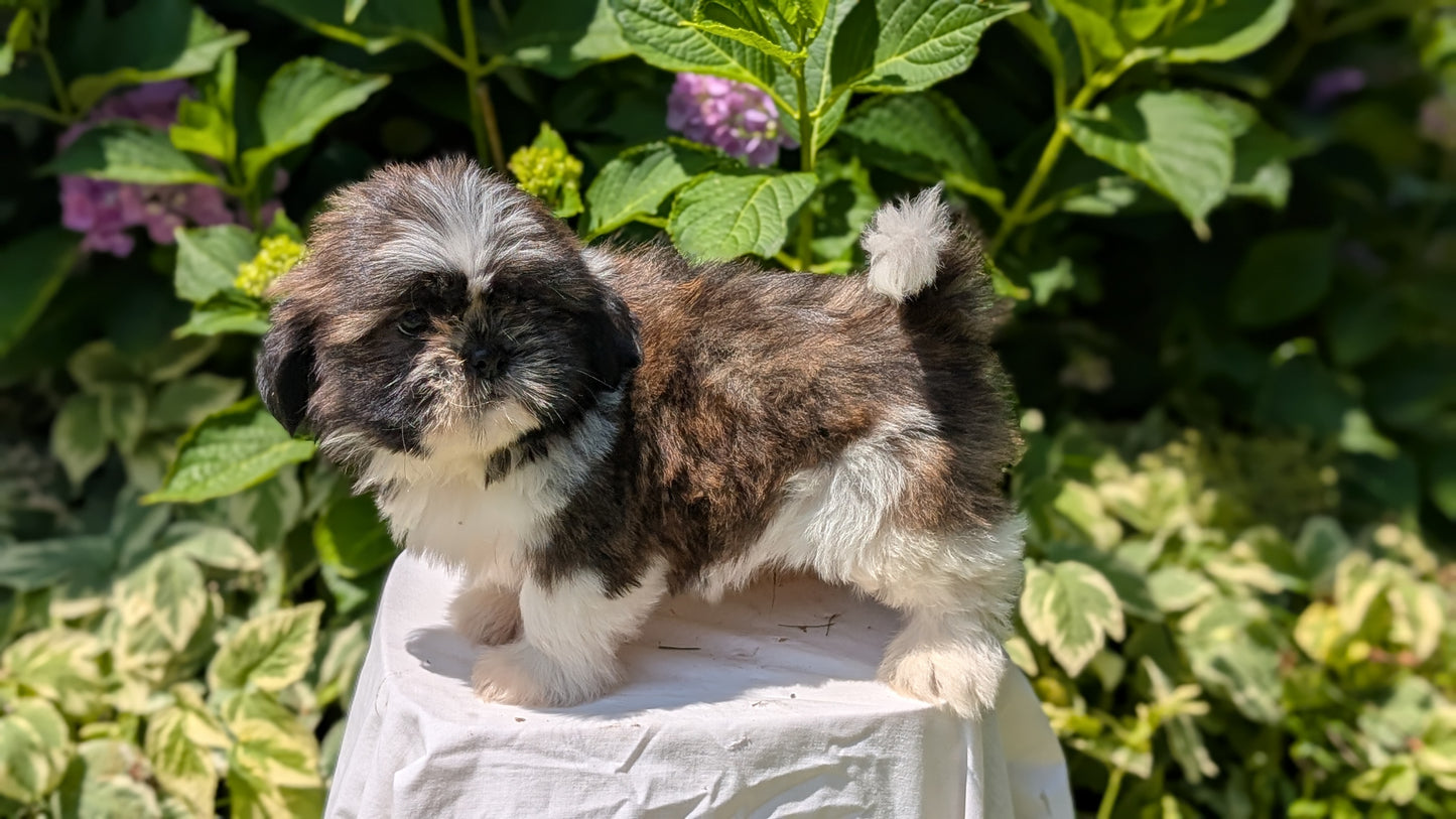 SHIH TZU (05/17) MALE