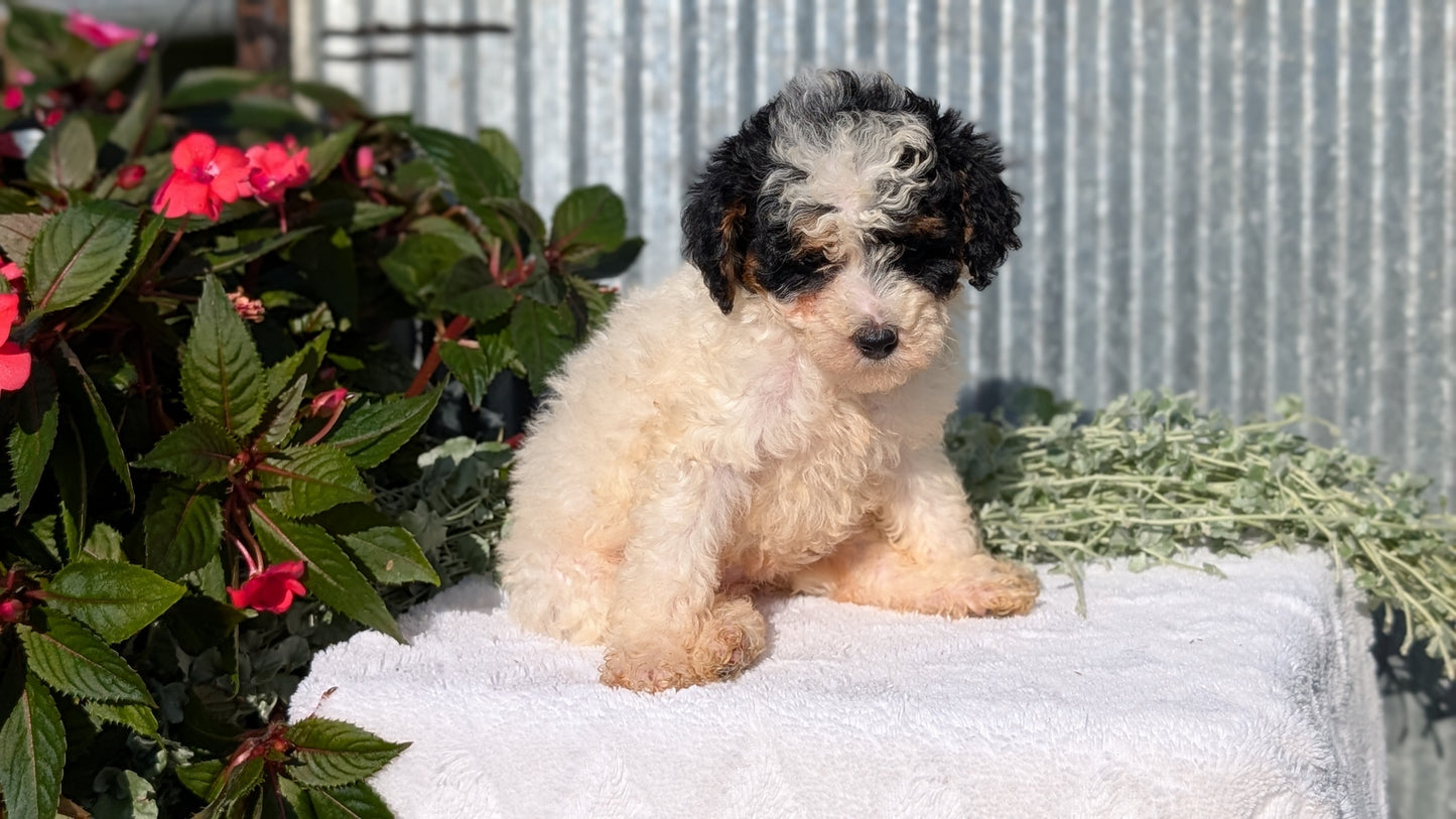 TOY POODLE (07/06) FEMALE