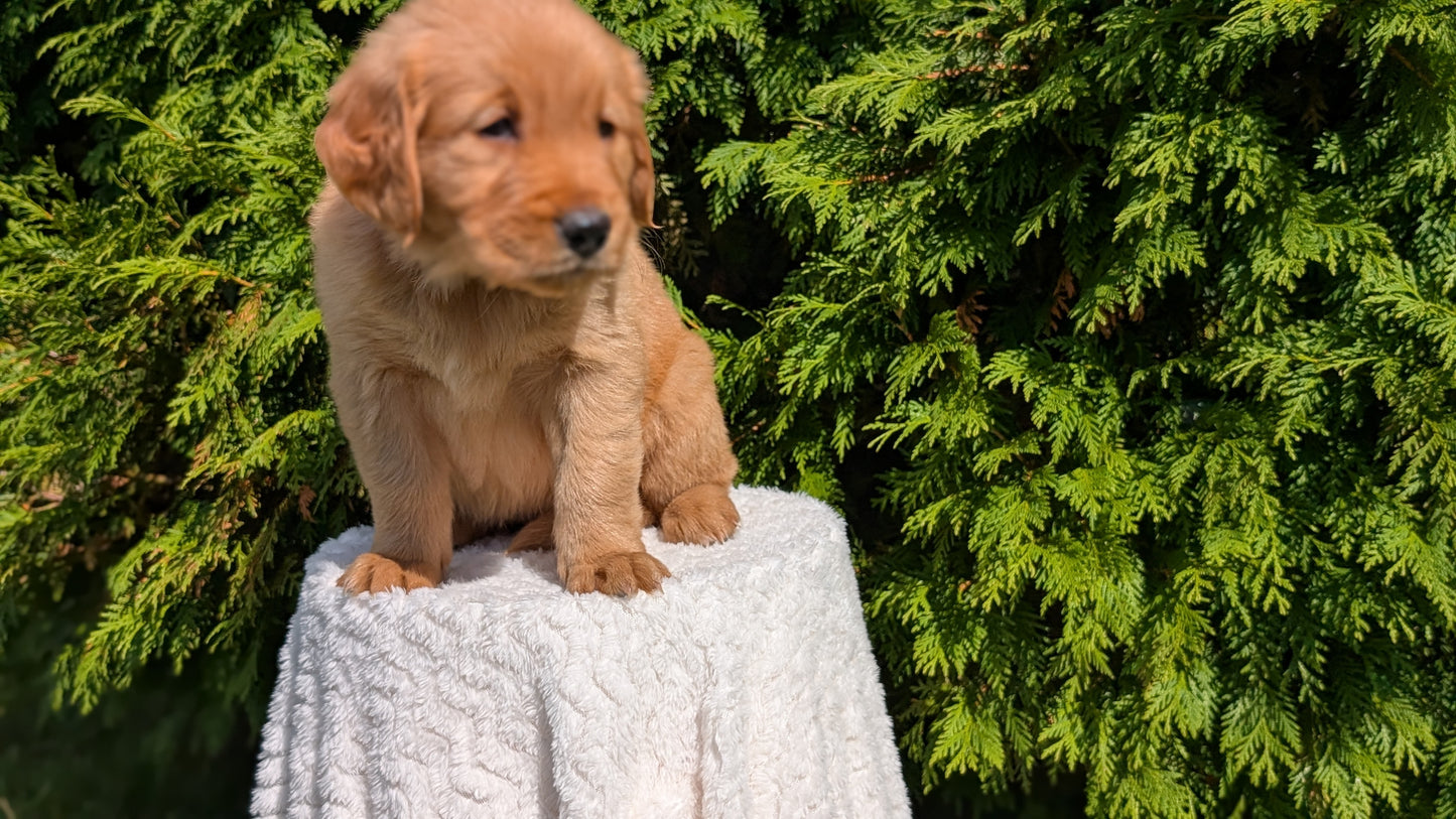 GOLDEN RETRIEVER (07/16) FEMALE