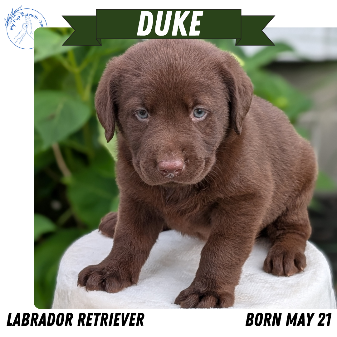 LABRADOR RETRIEVER (05/21) MALE