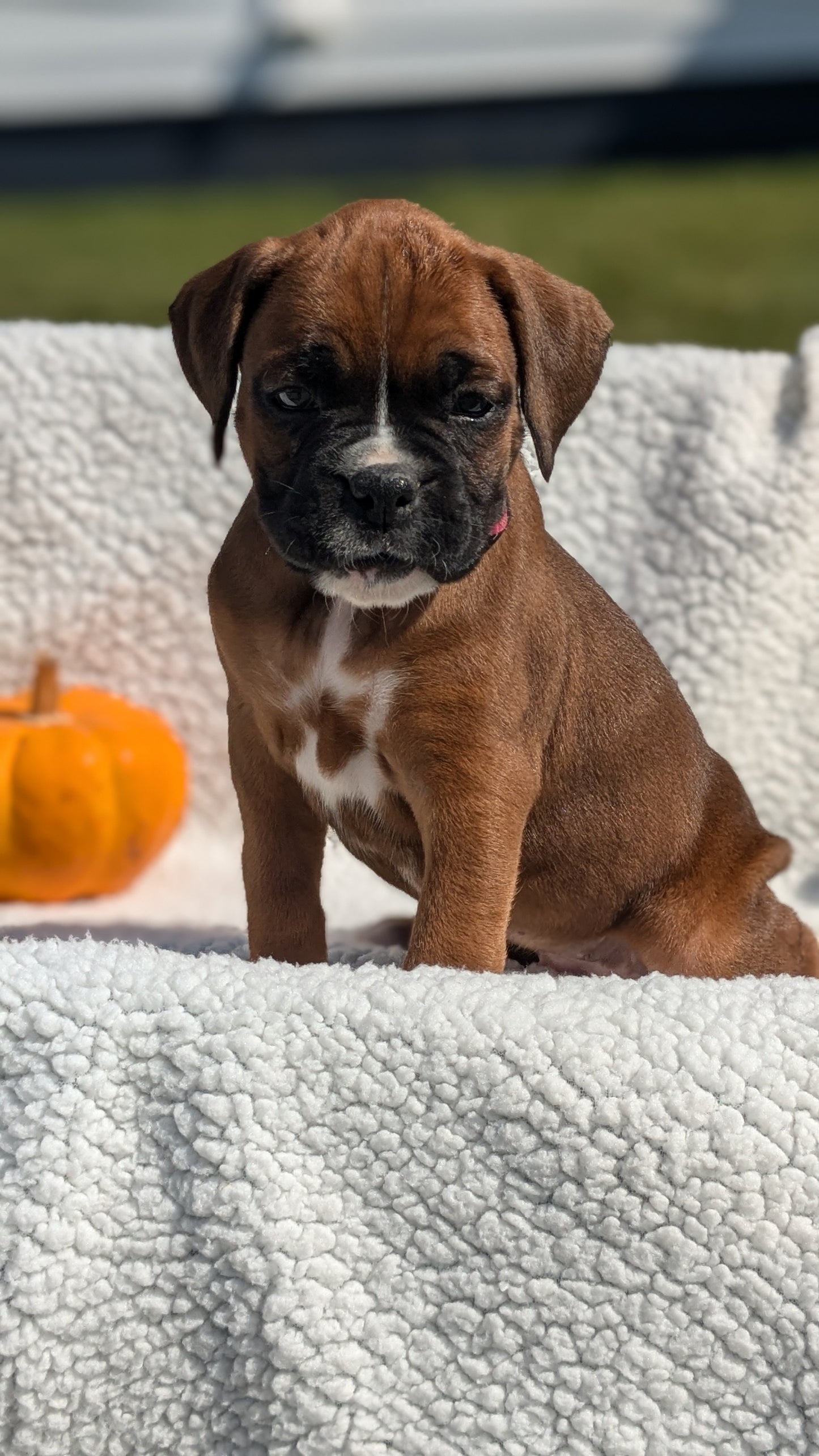 BOXER (08/27) FEMALE