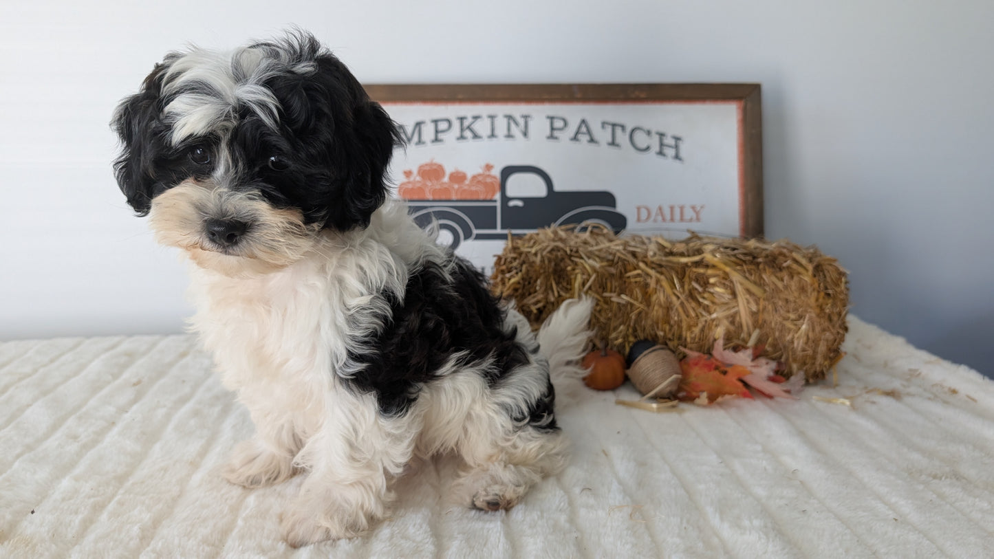SHIHPOO (07/26) MALE