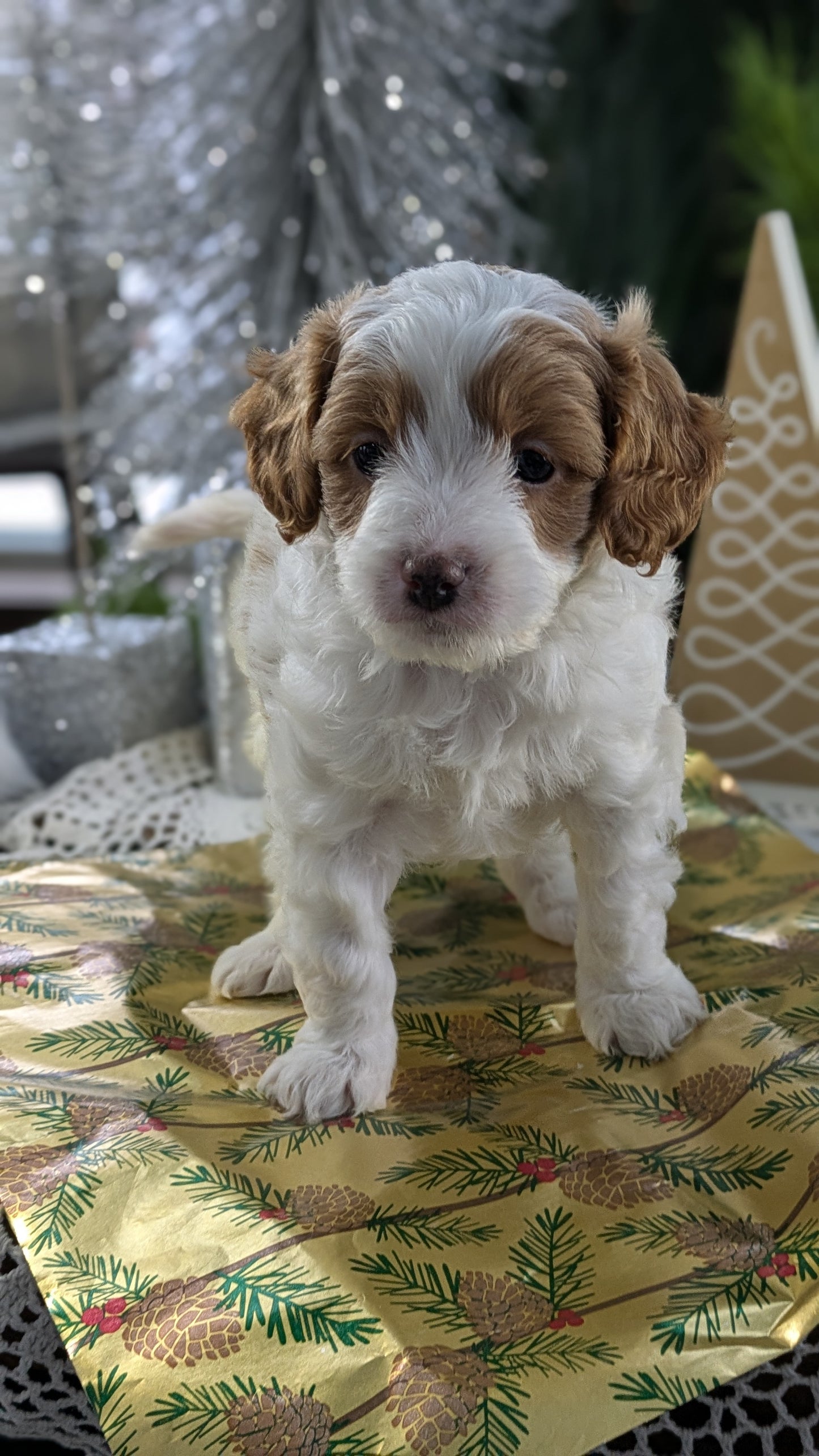 CAVAPOO (10/10) MALE