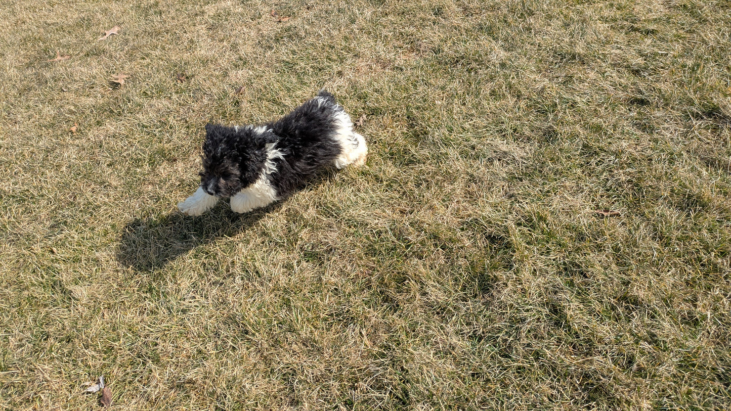 COCKAPOO (12/12) MALE