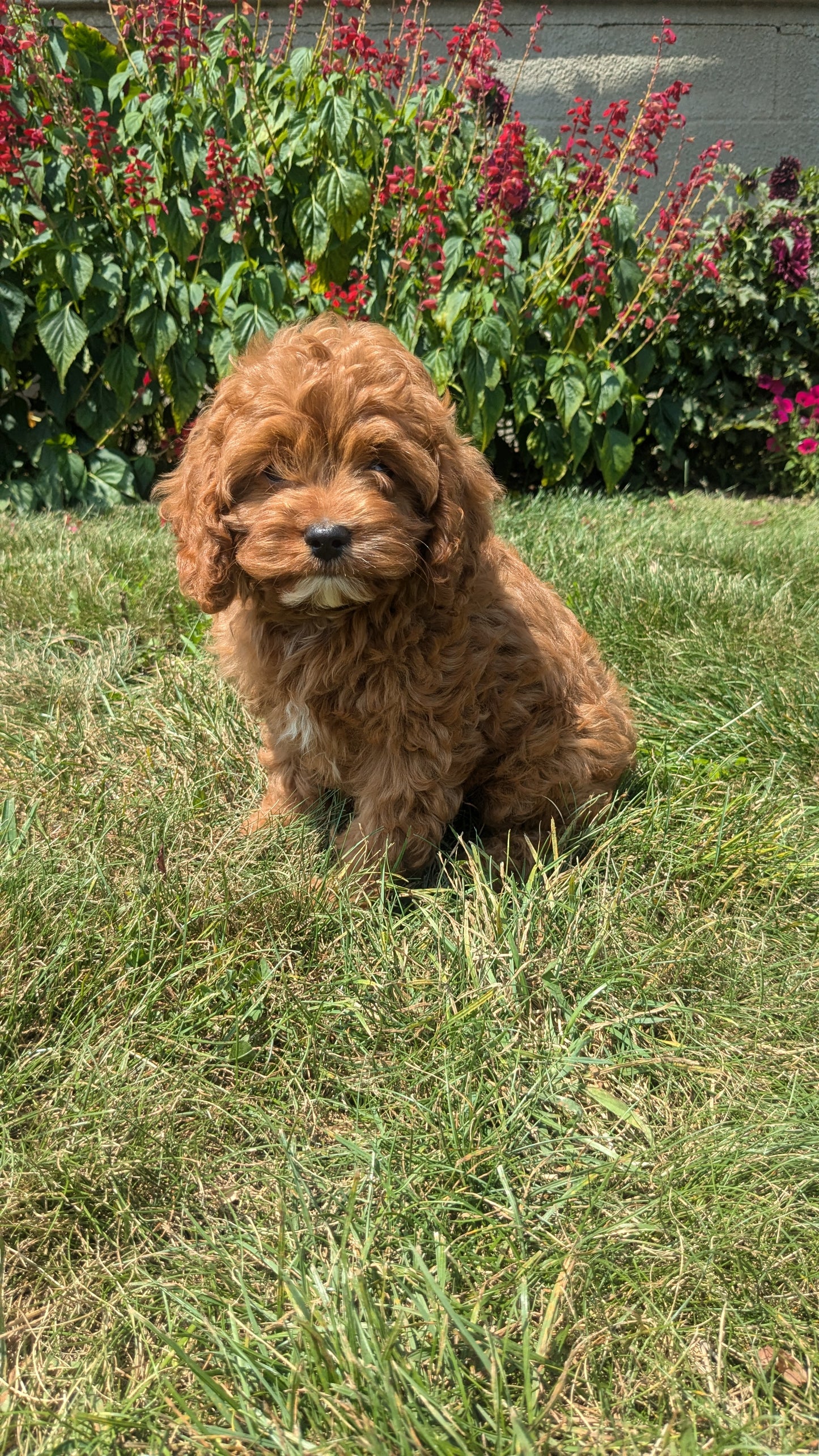 CAVAPOO (06/05) MALE