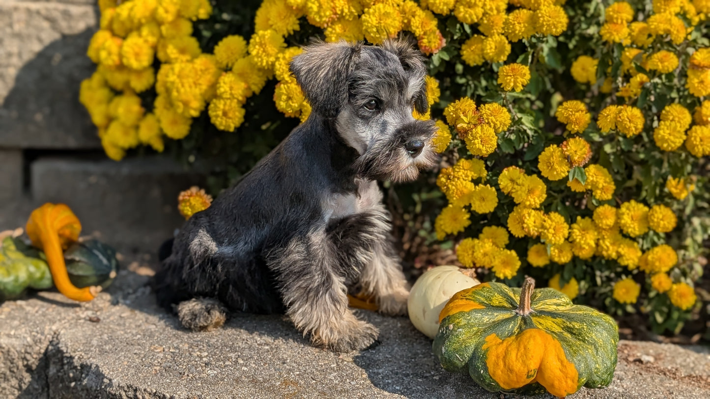 MINI SCHNAUZER (08/21) MALE