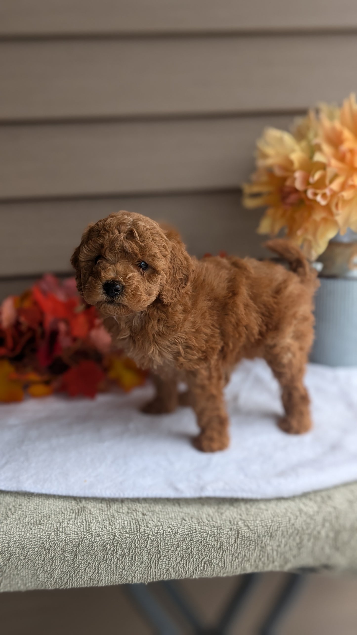 DOXIEPOO (08/19) FEMALE