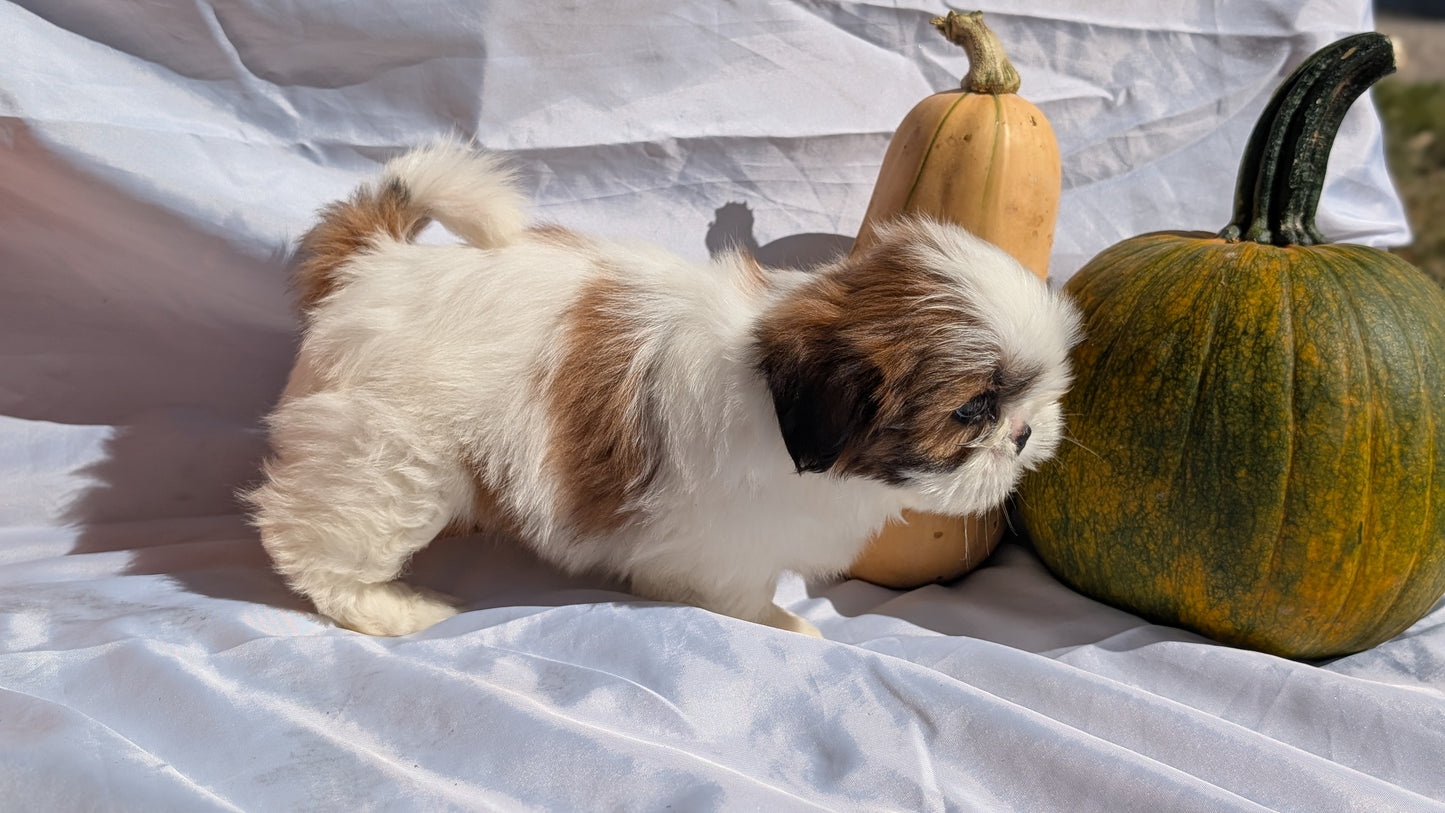 SHIH TZU (07/18) FEMALE
