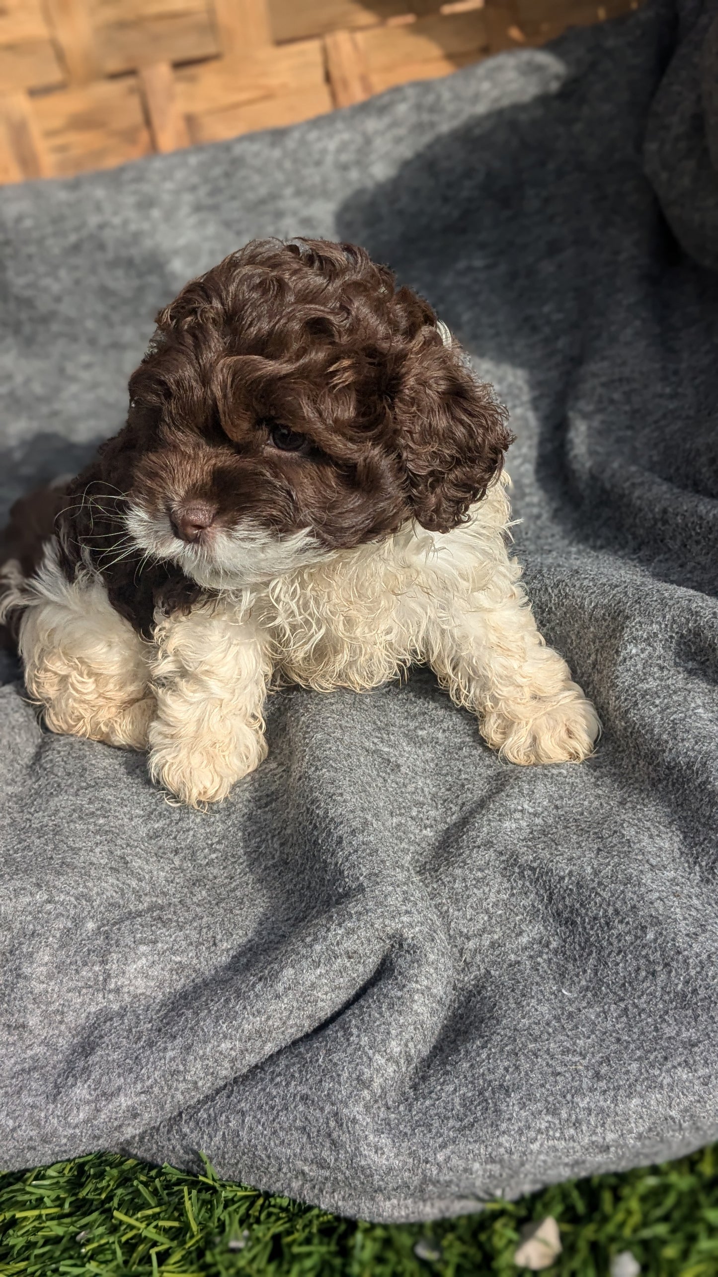 COCKAPOO (09/13) FEMALE
