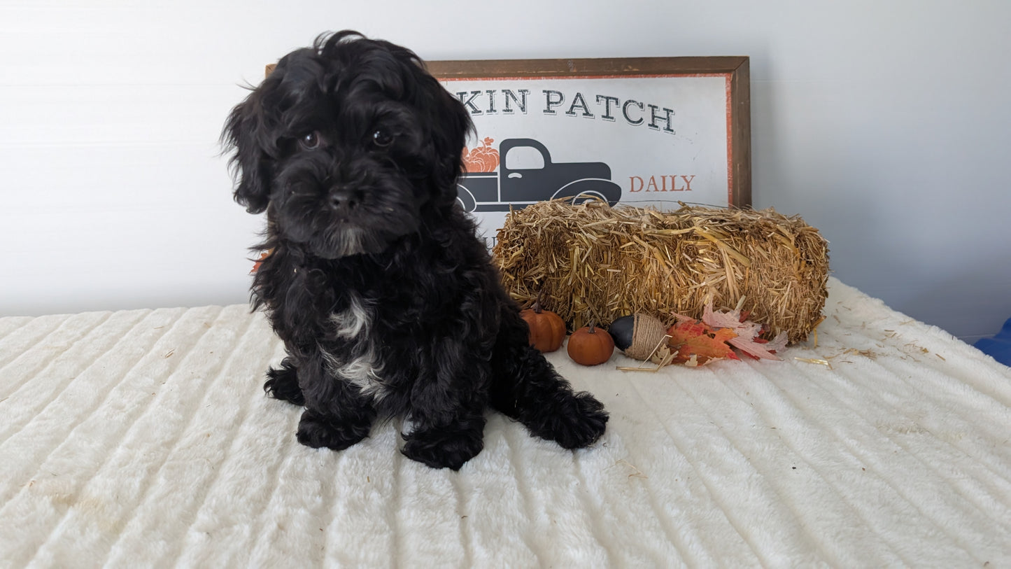 SHIHPOO (07/26) MALE