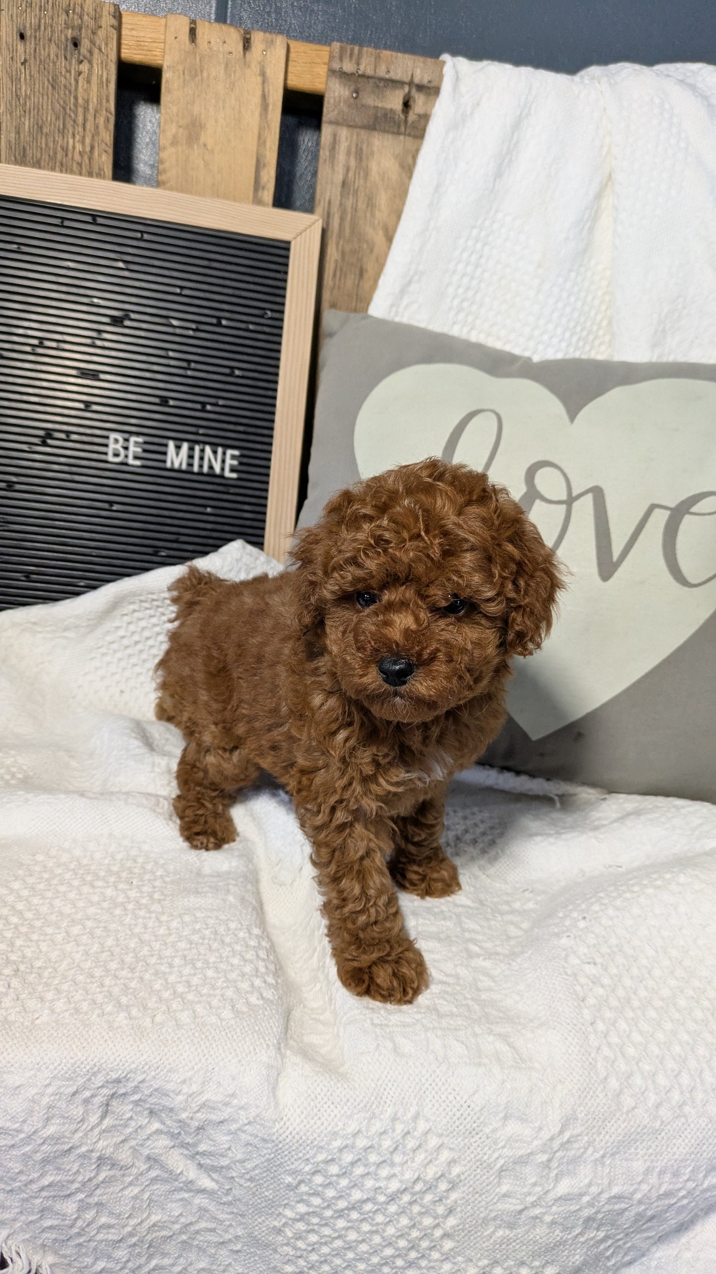 TOY POODLE (12/20) MALE