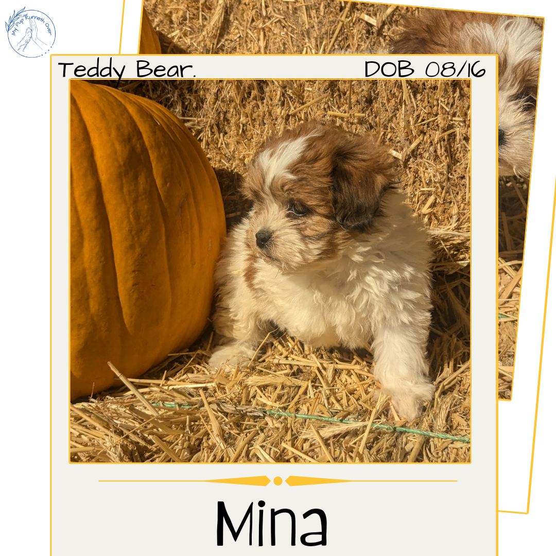 TEDDY BEAR (08/16) FEMALE