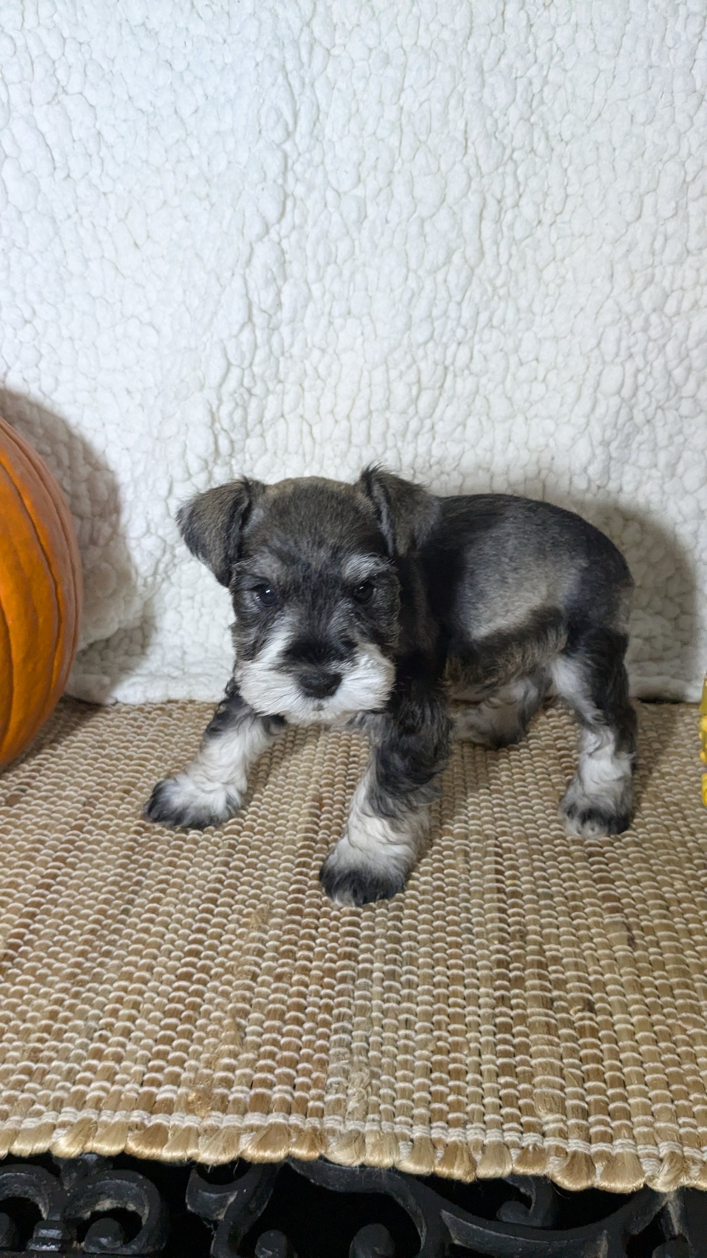 MINI SCHNAUZER (09/23) MALE
