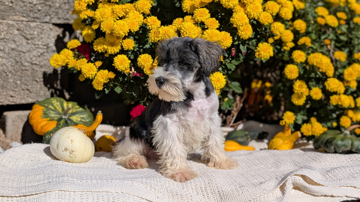 MINI SCHNAUZER (08/06) MALE