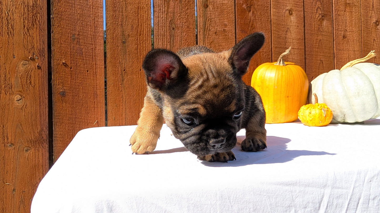 FRENCH BULLDOG (08/12) MALE