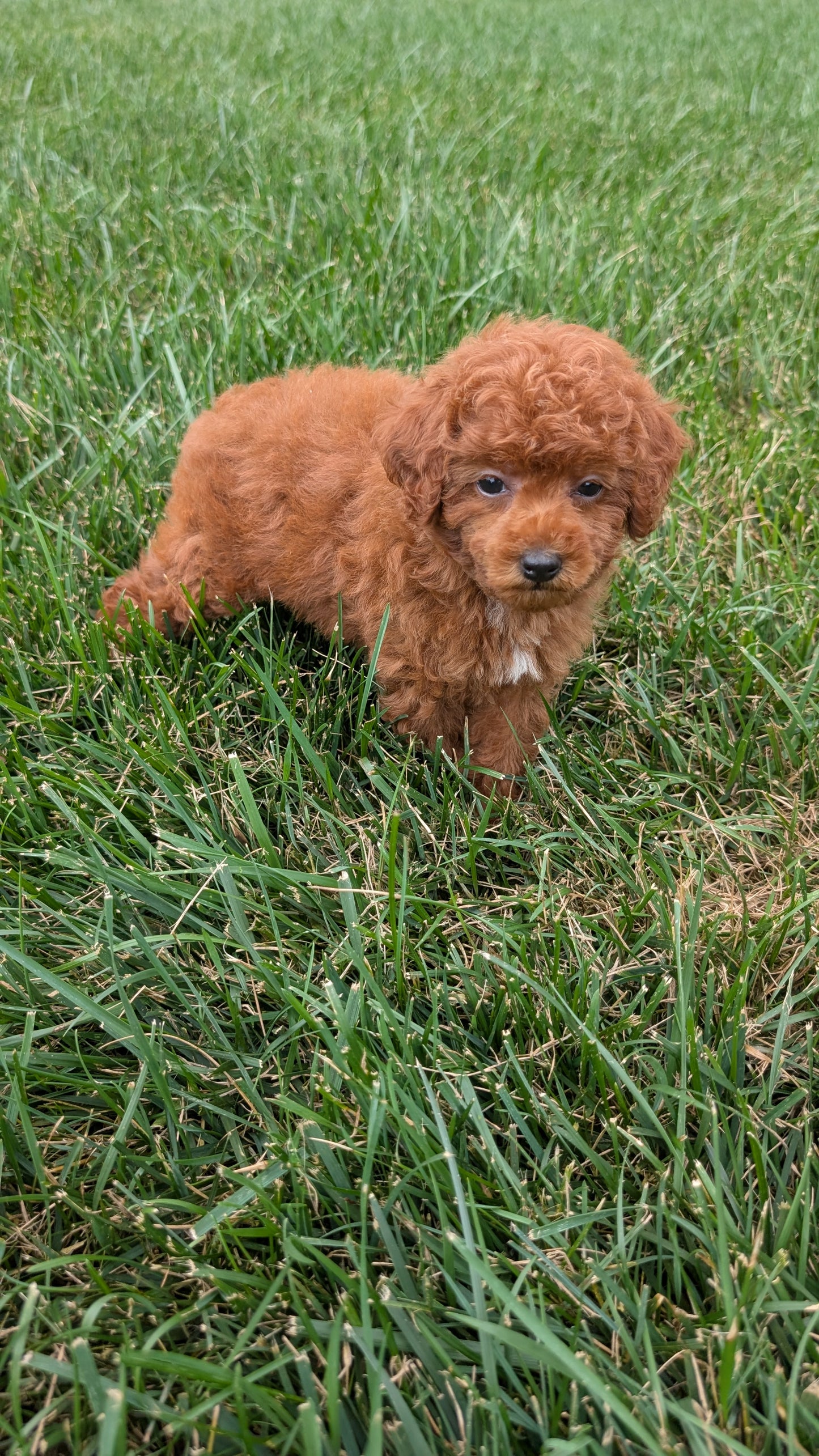TOY POODLE (07/01) FEMALE