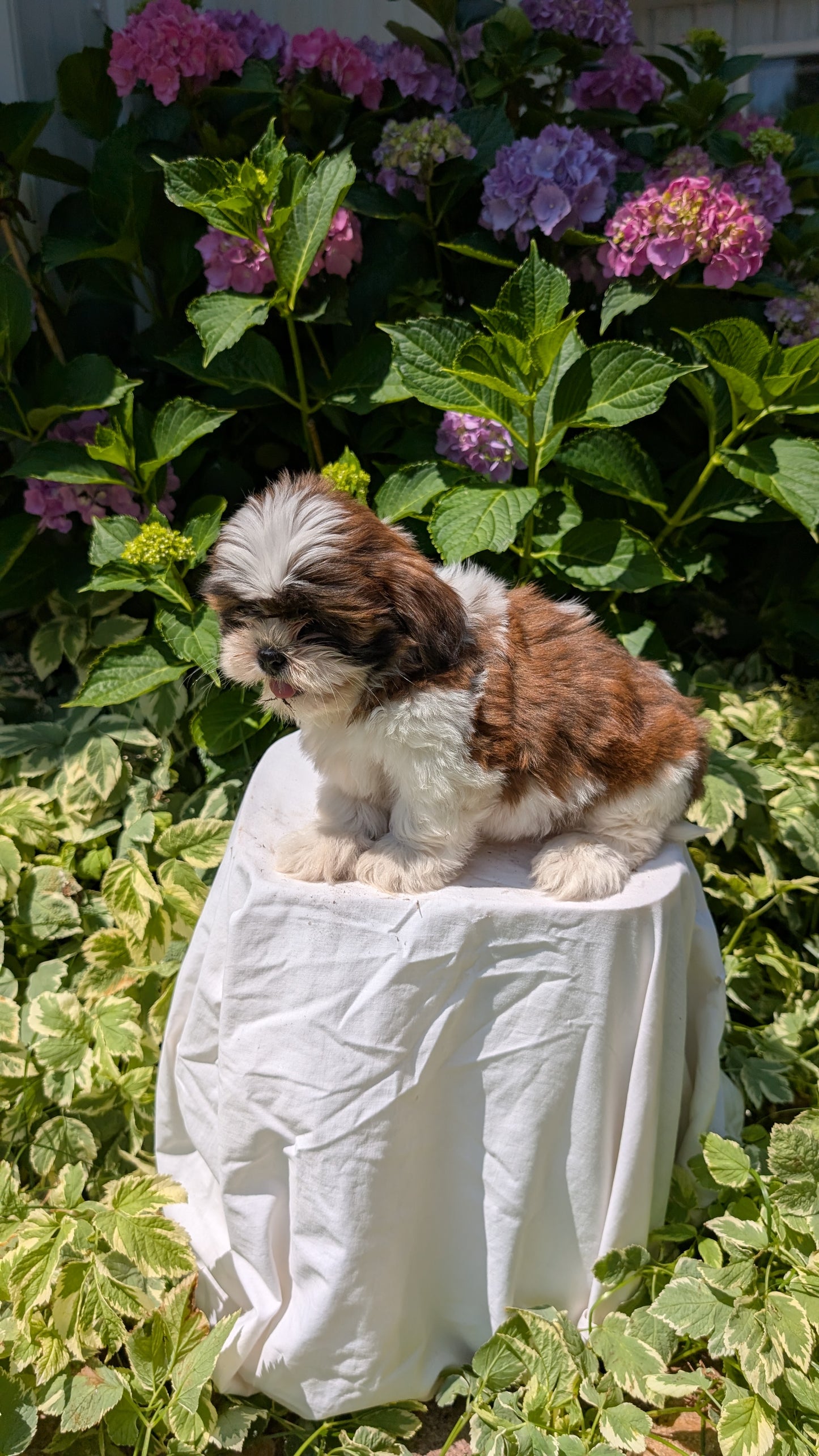 SHIH TZU (05/17) FEMALE