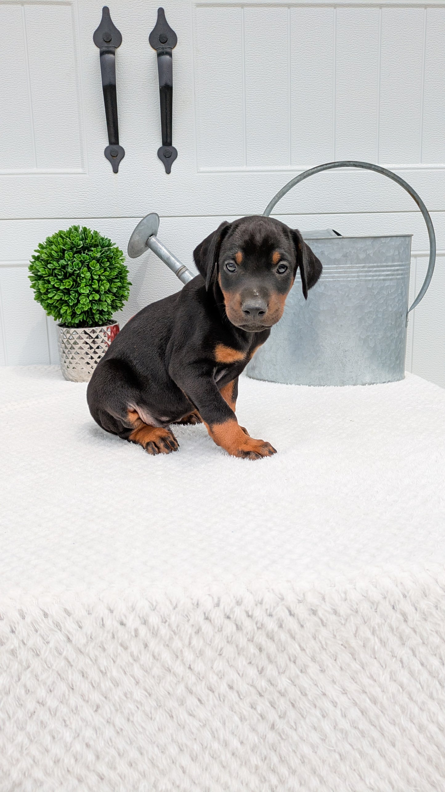 DOBERMAN PINSCHER (03/22) MALE
