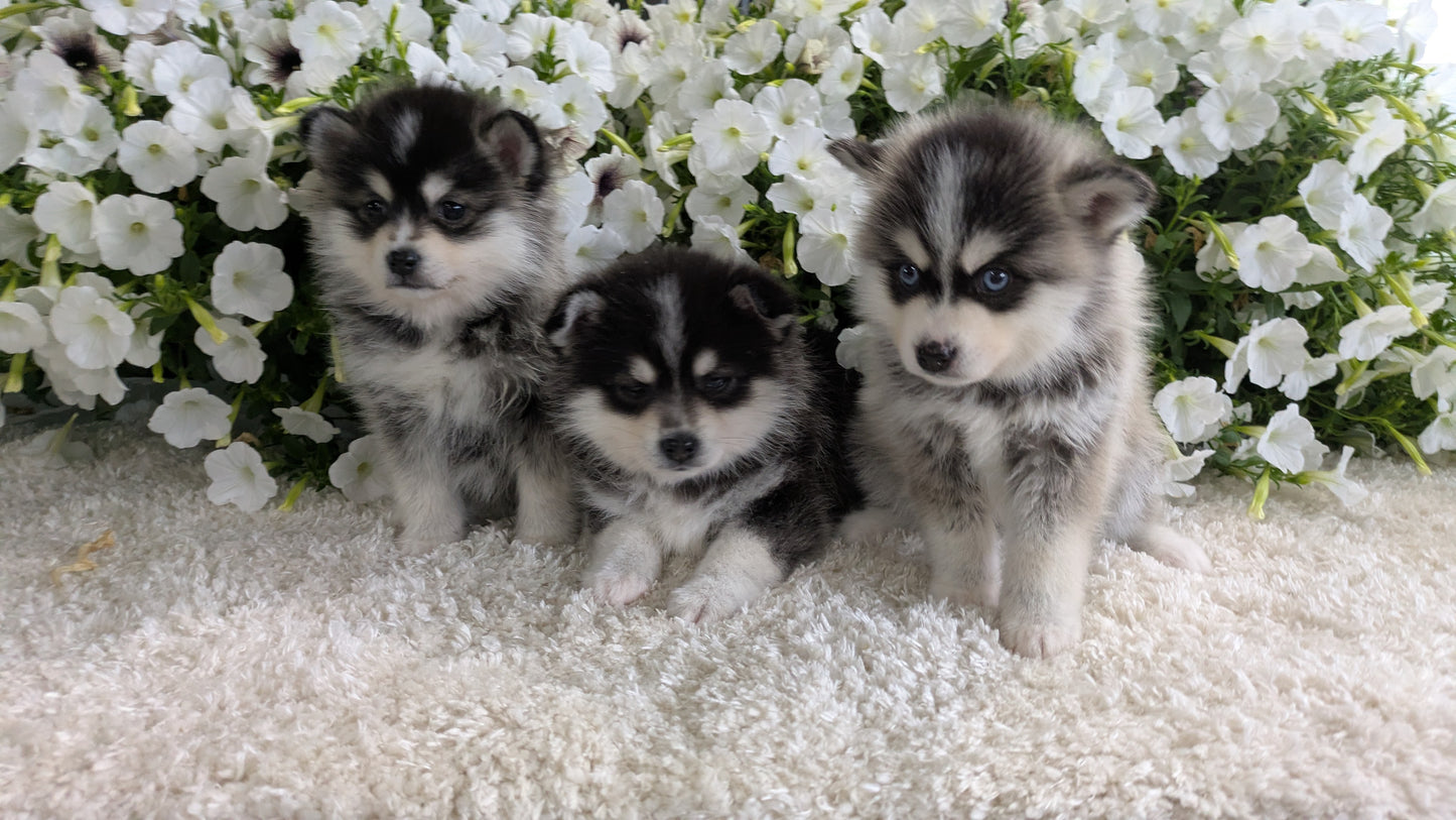 POMSKY (04/01) MALE