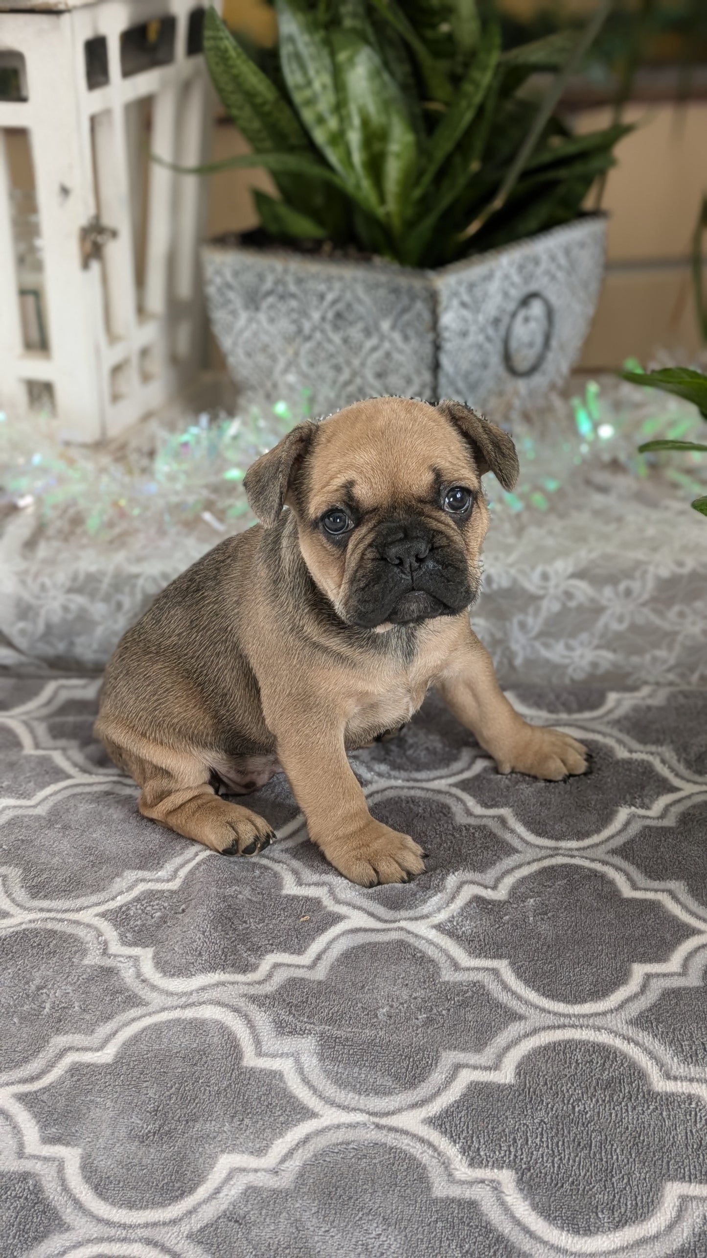 FRENCH BULLDOG (10/12) FEMALE