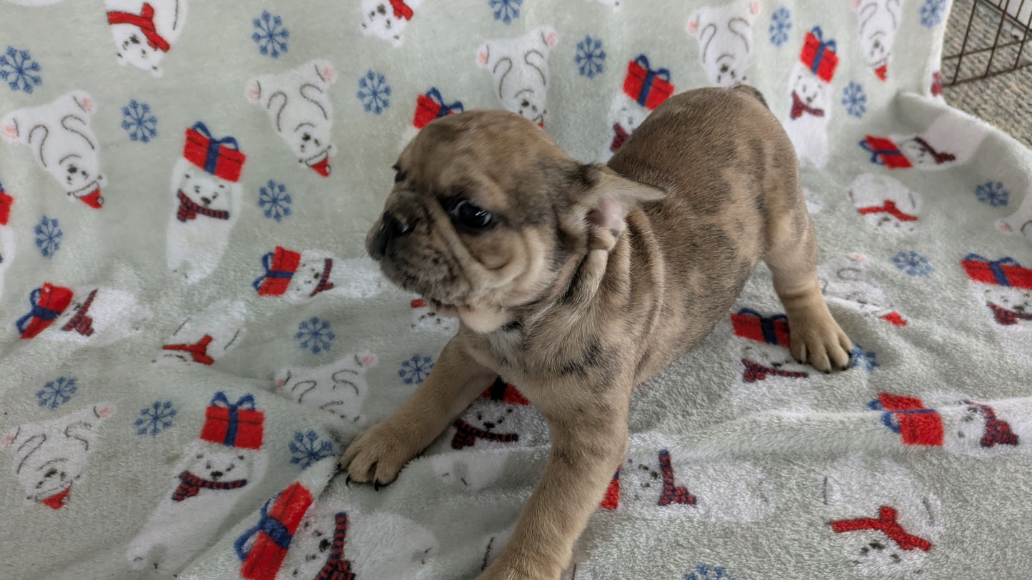 FRENCH BULLDOG (11/01) MALE