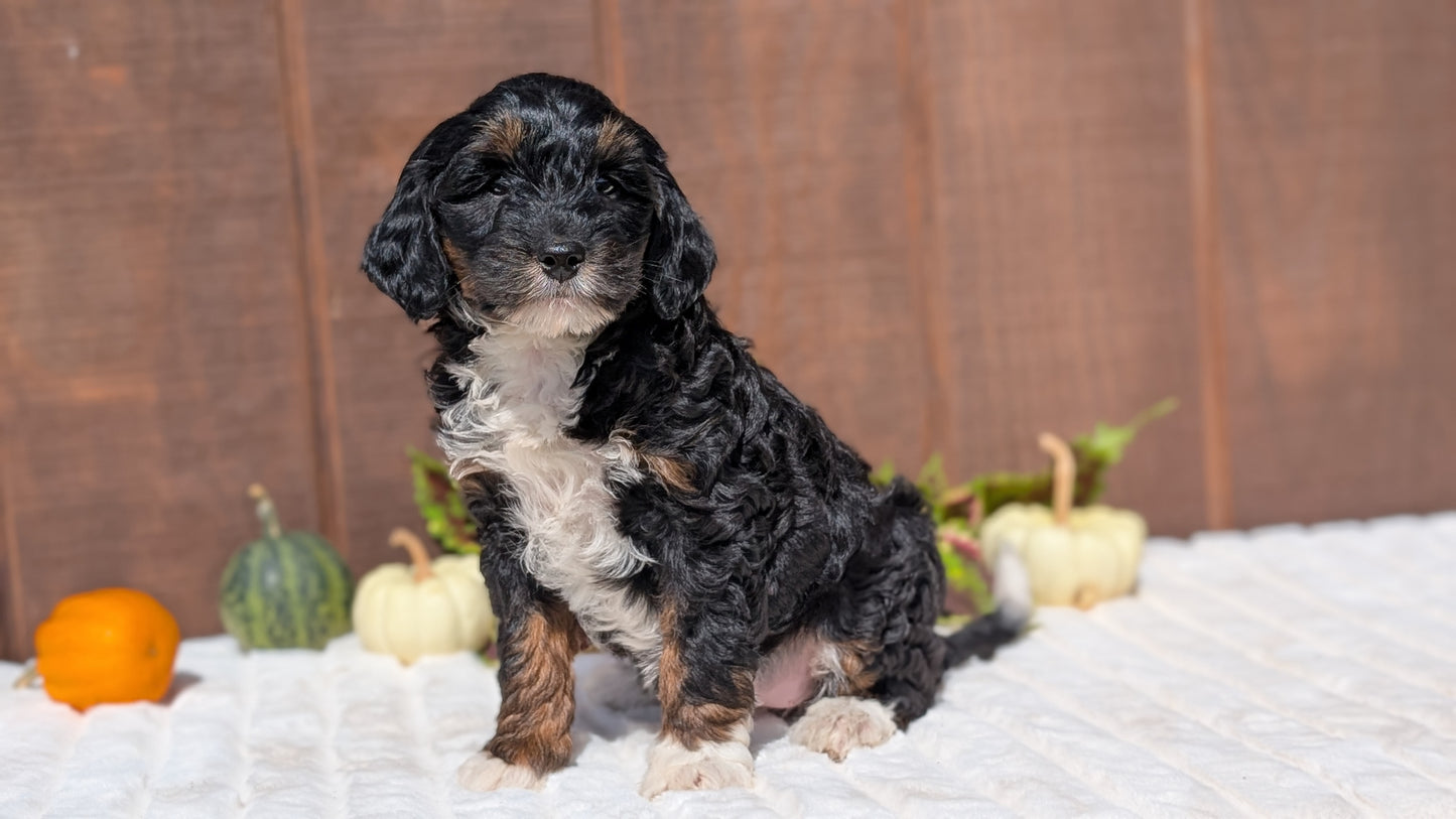 MINI BERNEDOODLE (08/06) FEMALE