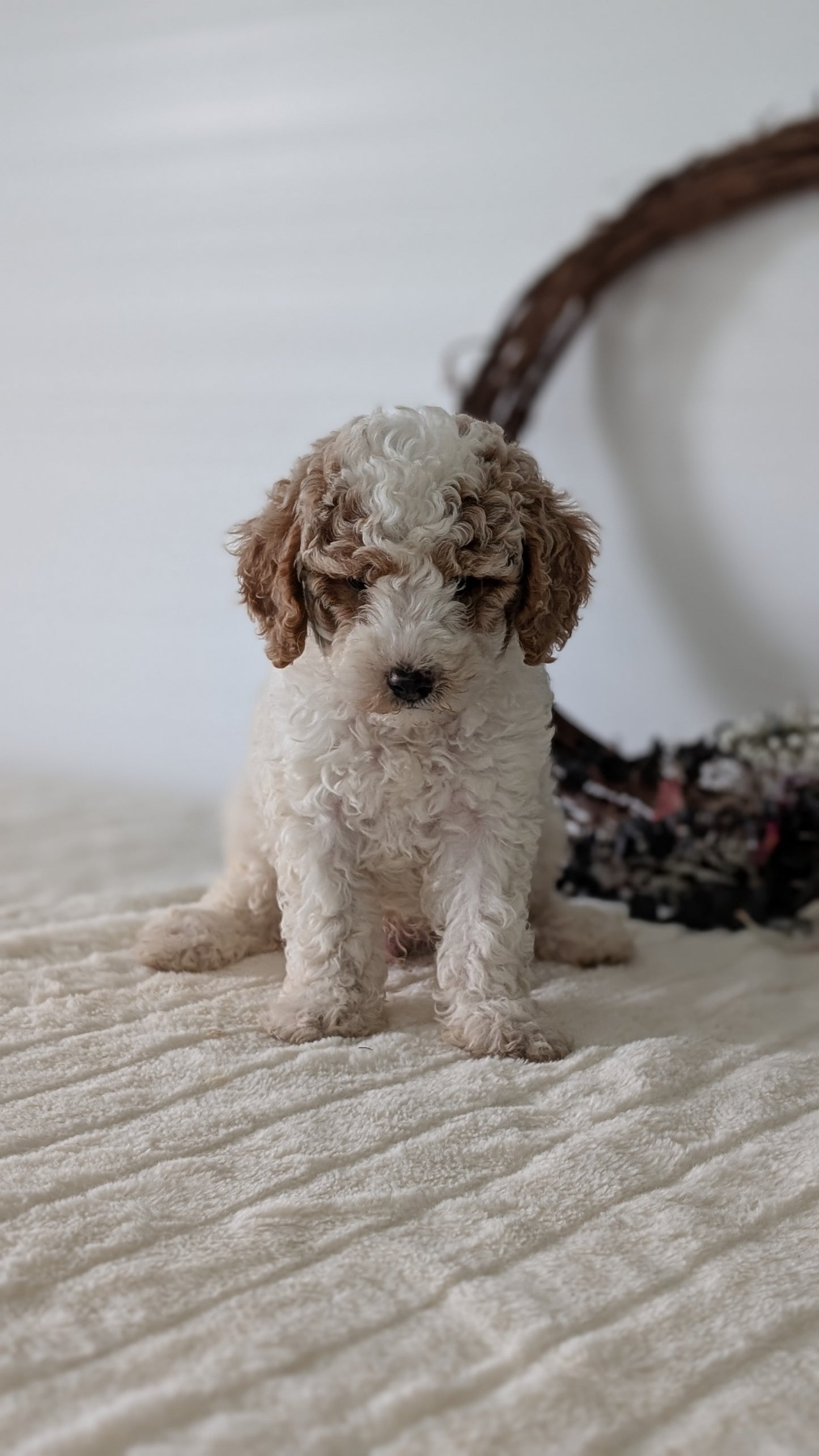 MINI POODLE (JUN 01) MALES