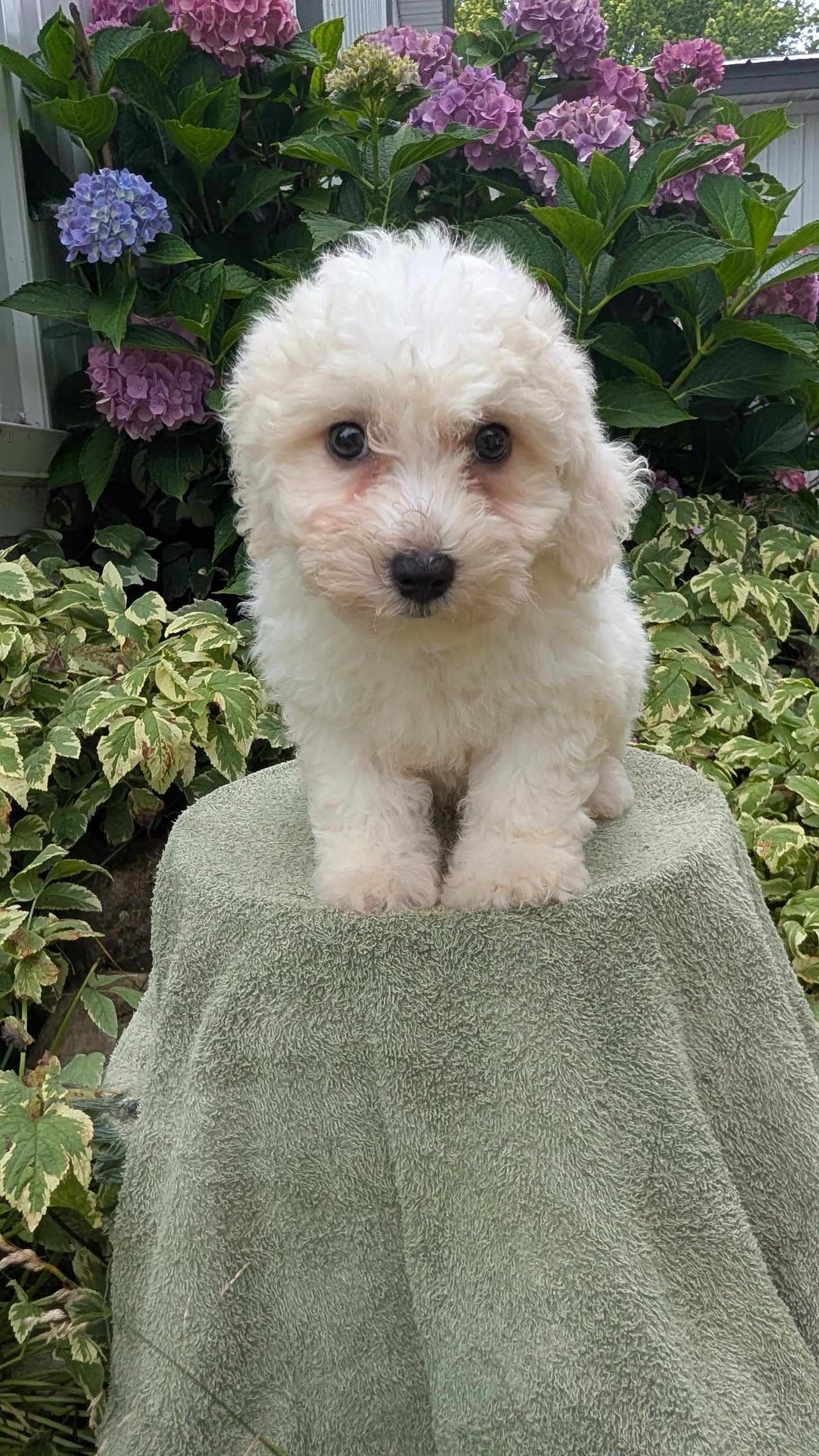 BICHON FRISE (06/19) FEMALE